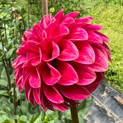 KA's® Rosie Jo Dalia Tuber