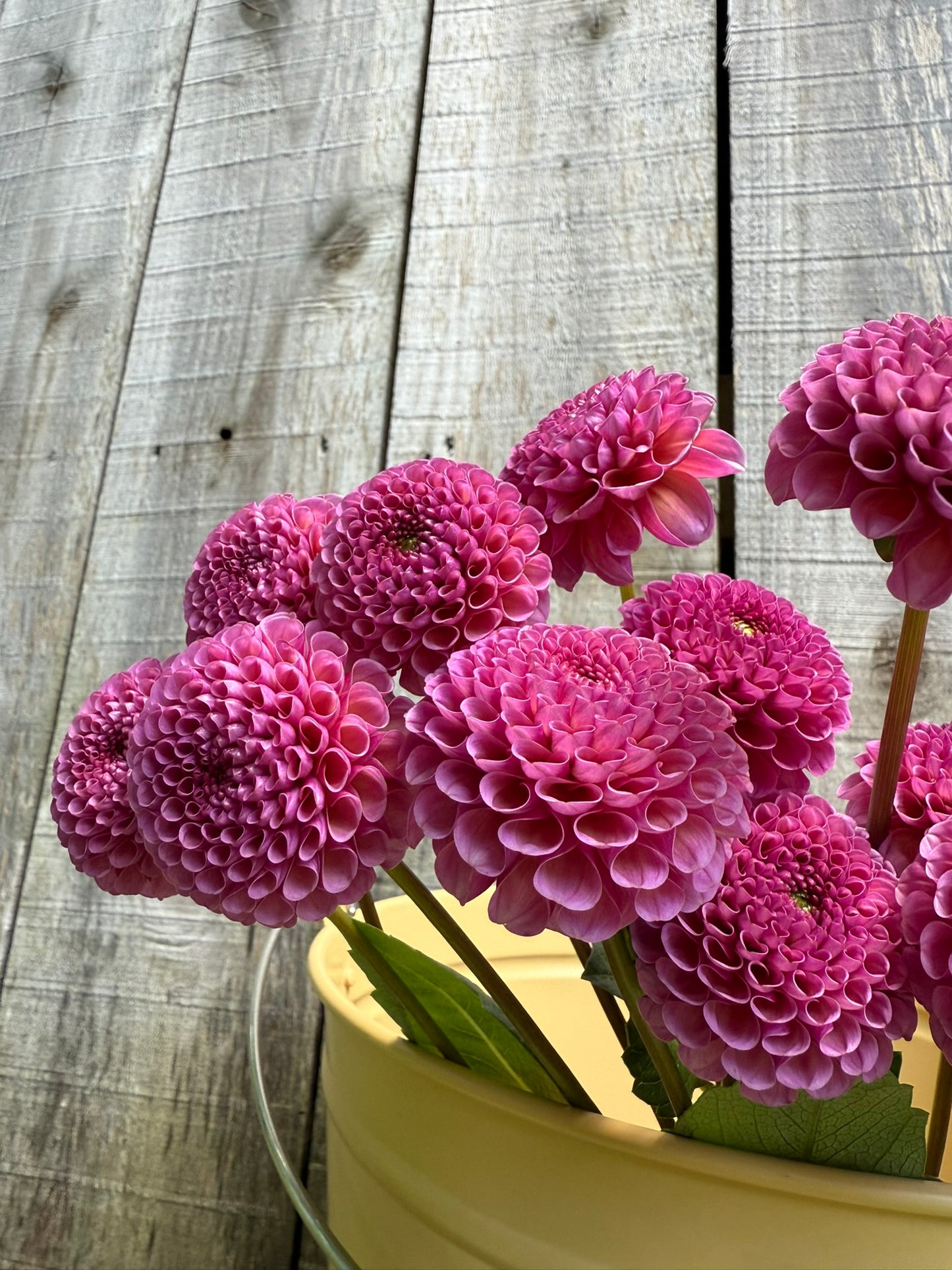 Koko Puff Dahlia Tuber