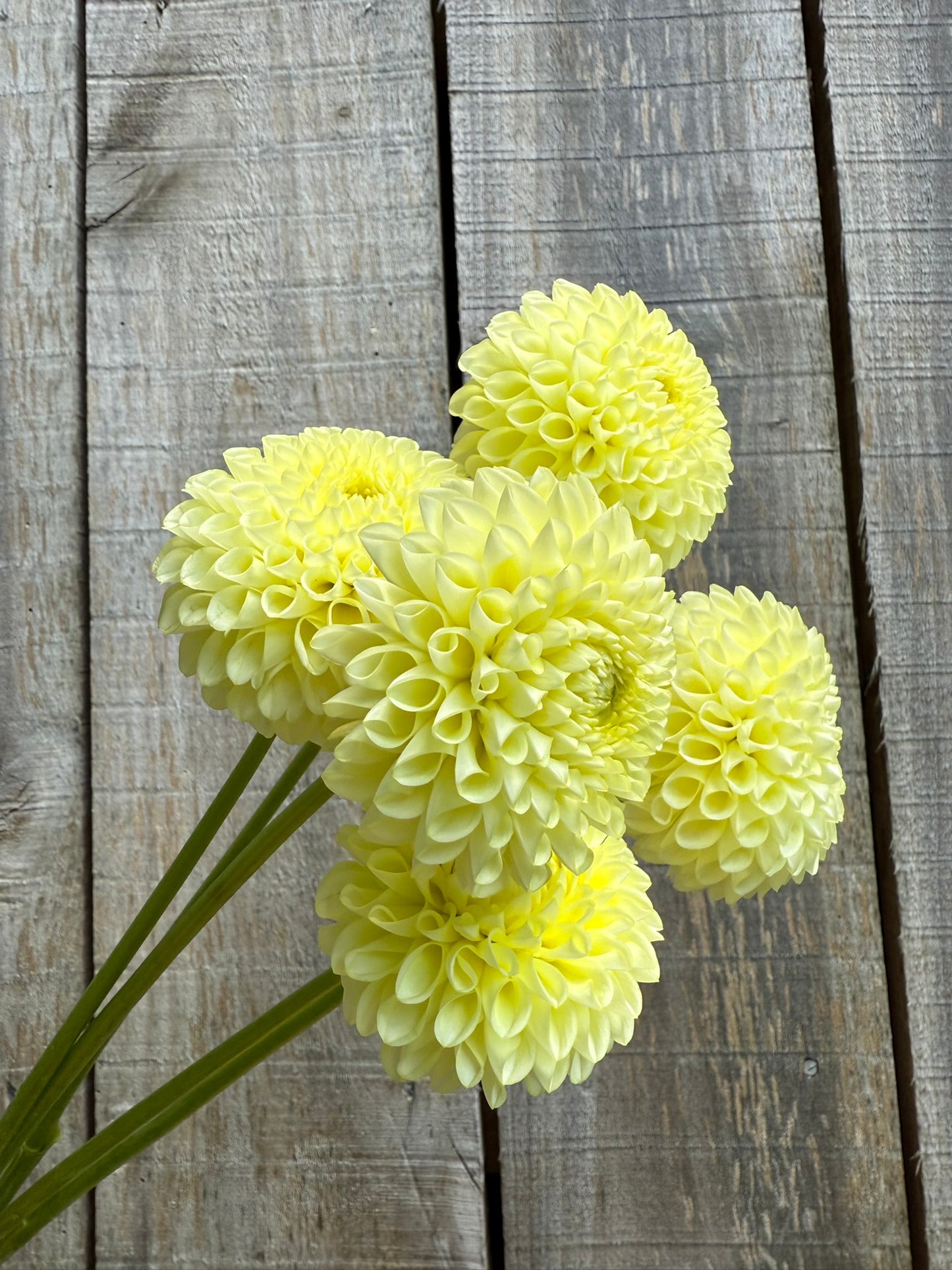 Skipley Moonglow Dahlia Tuber