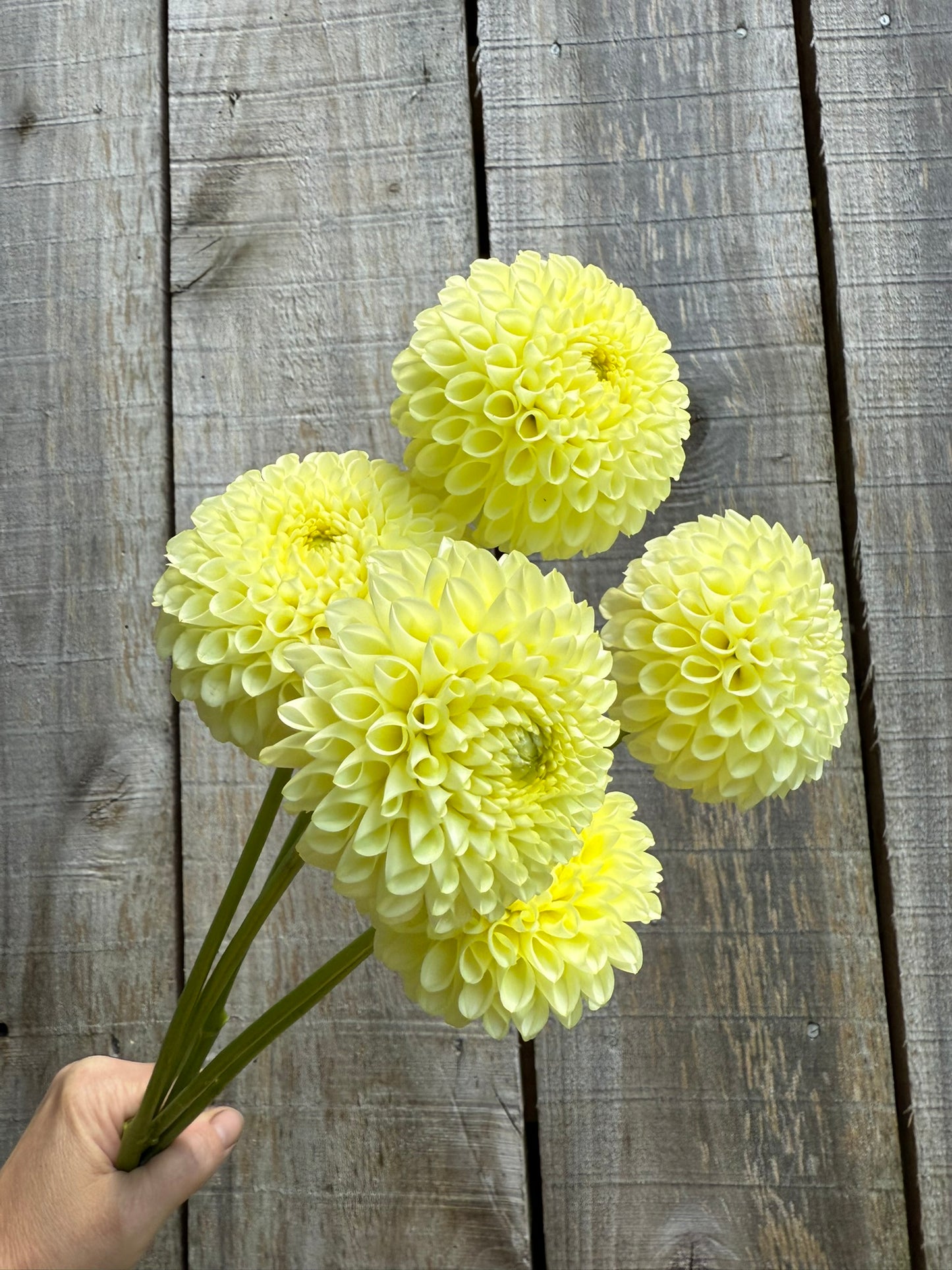 Skipley Moonglow Dahlia Tuber