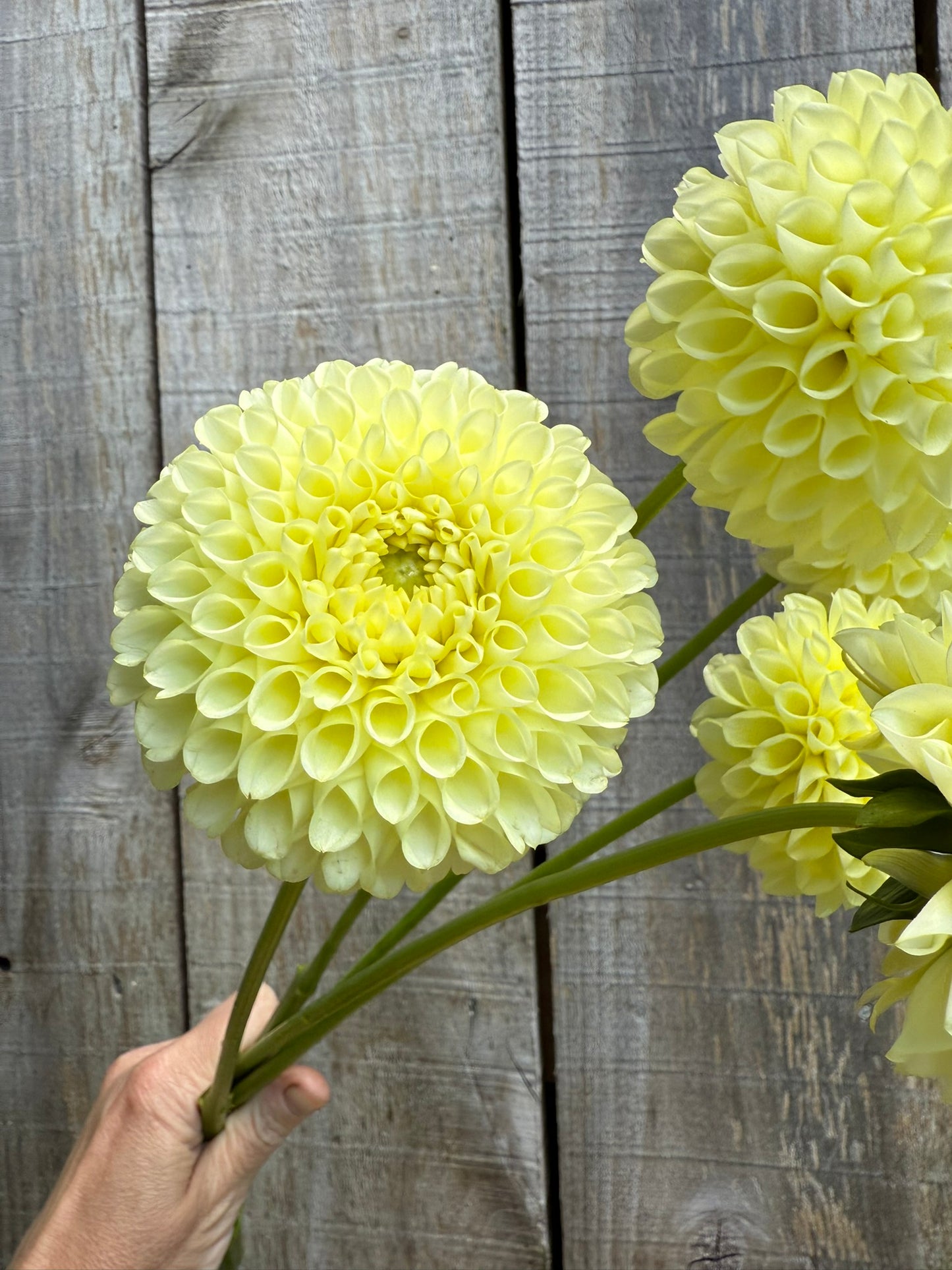 Skipley Moonglow Dahlia Tuber