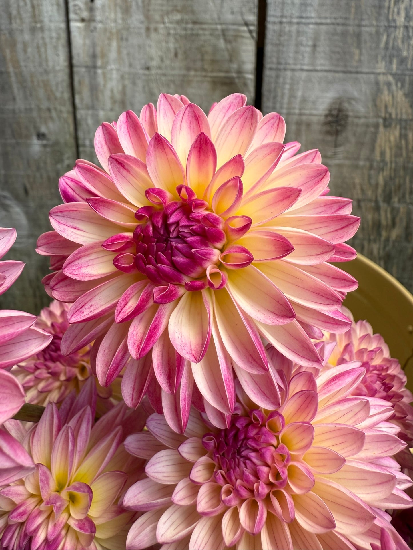 Valley Porcupine Dahlia Tuber