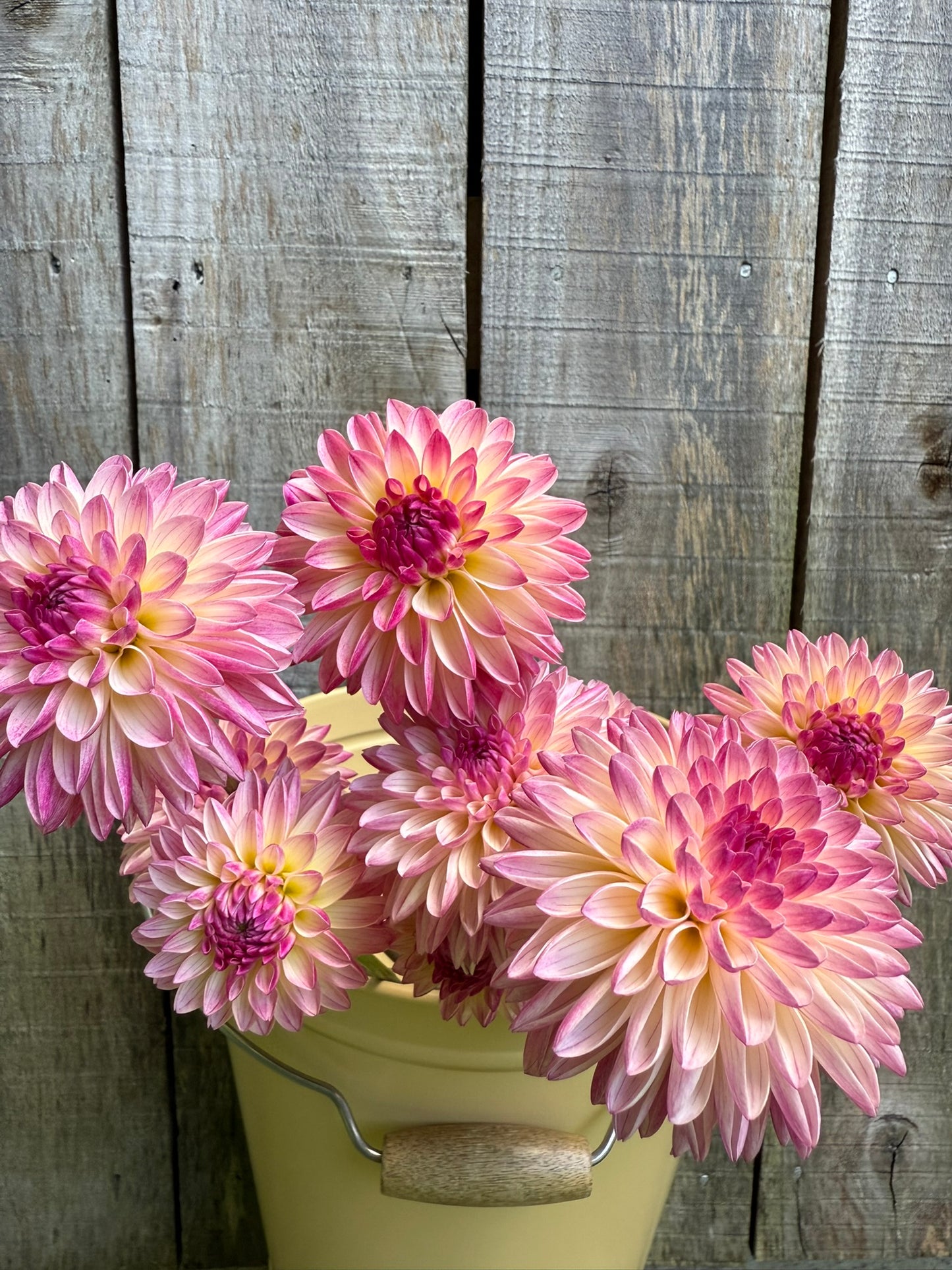 Valley Porcupine Dahlia Tuber