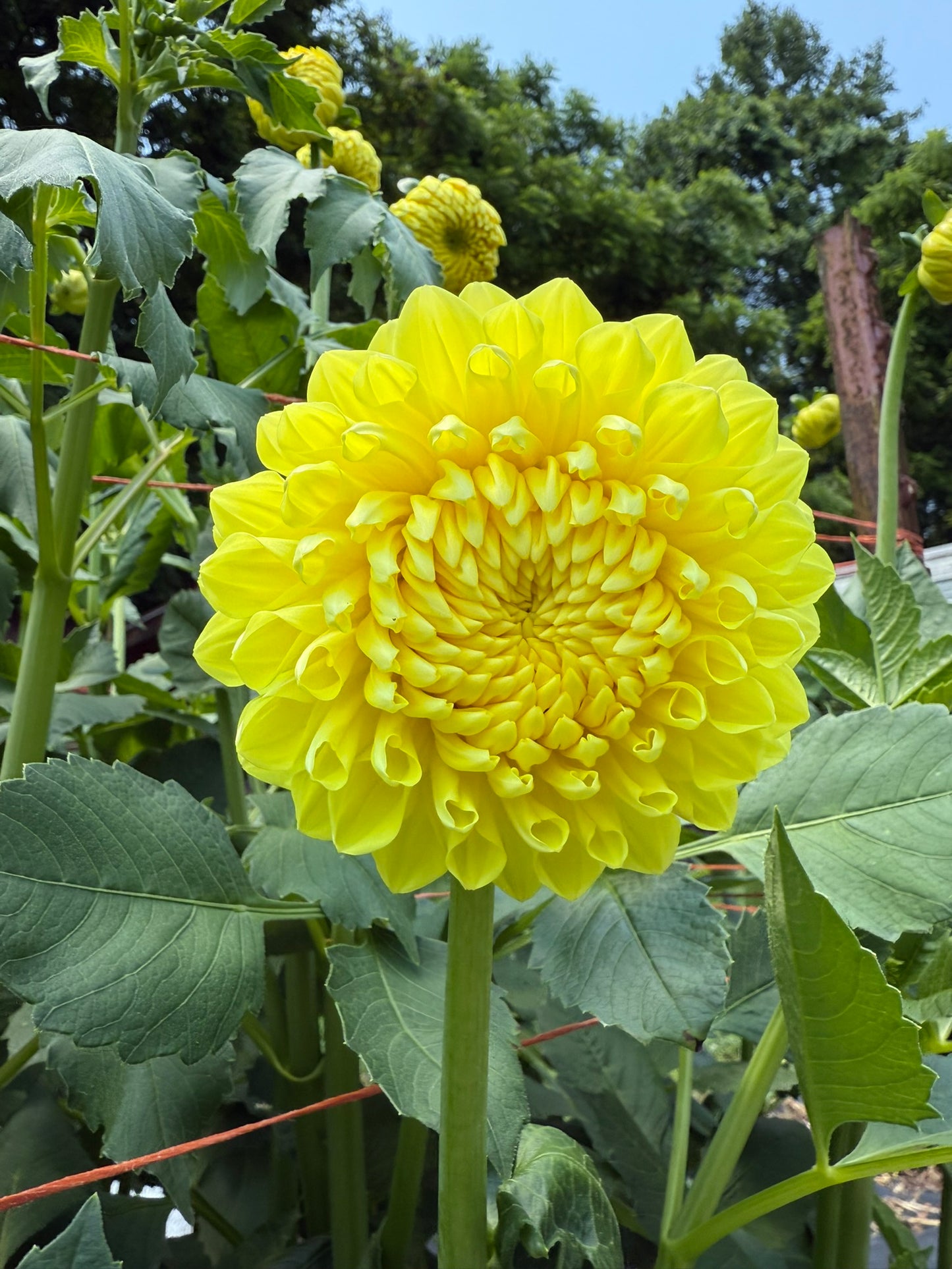 Lee's Big Bird Dahlia Tuber