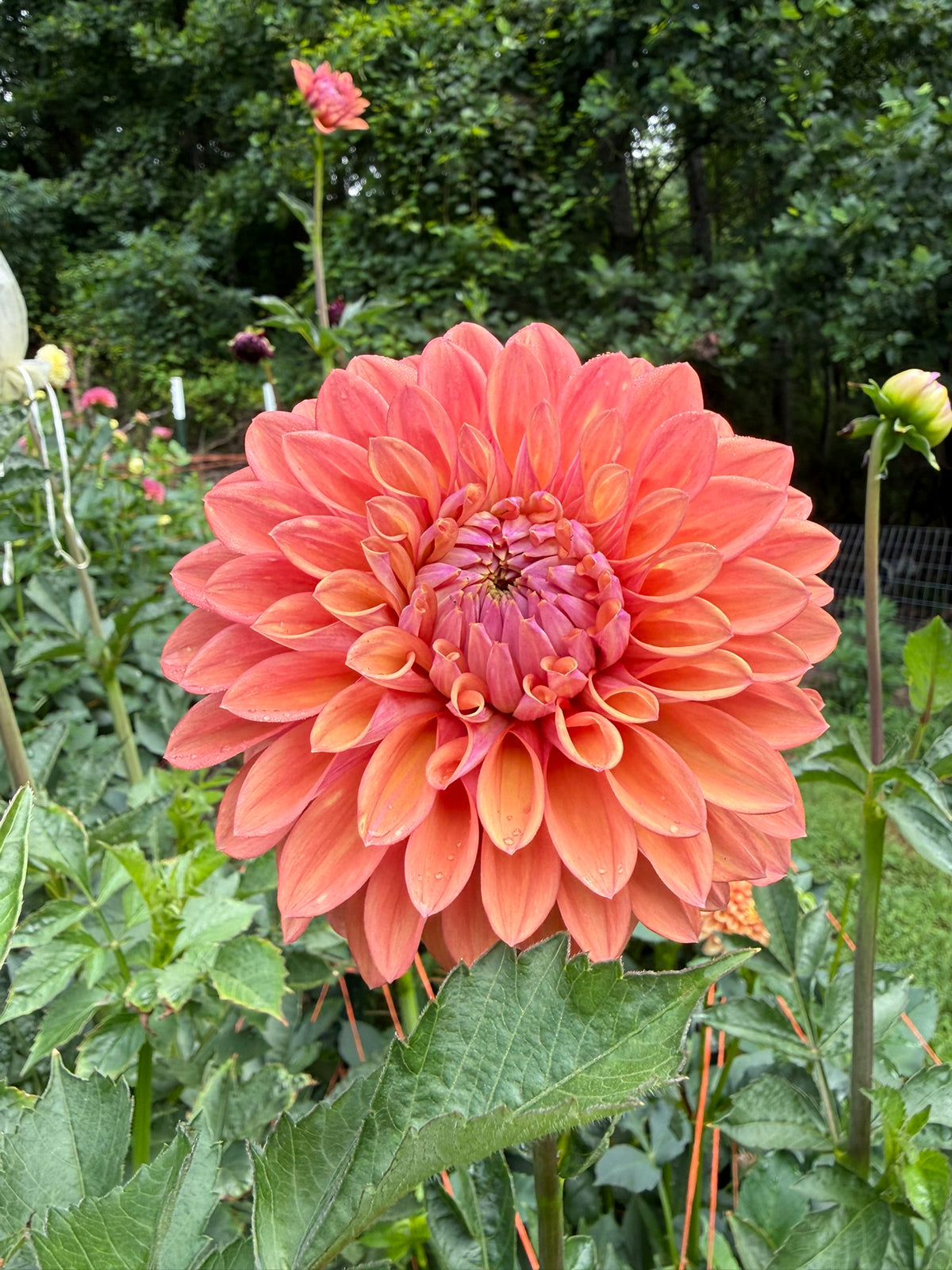 Misfit Kaleidoscope Dahlia Tuber
