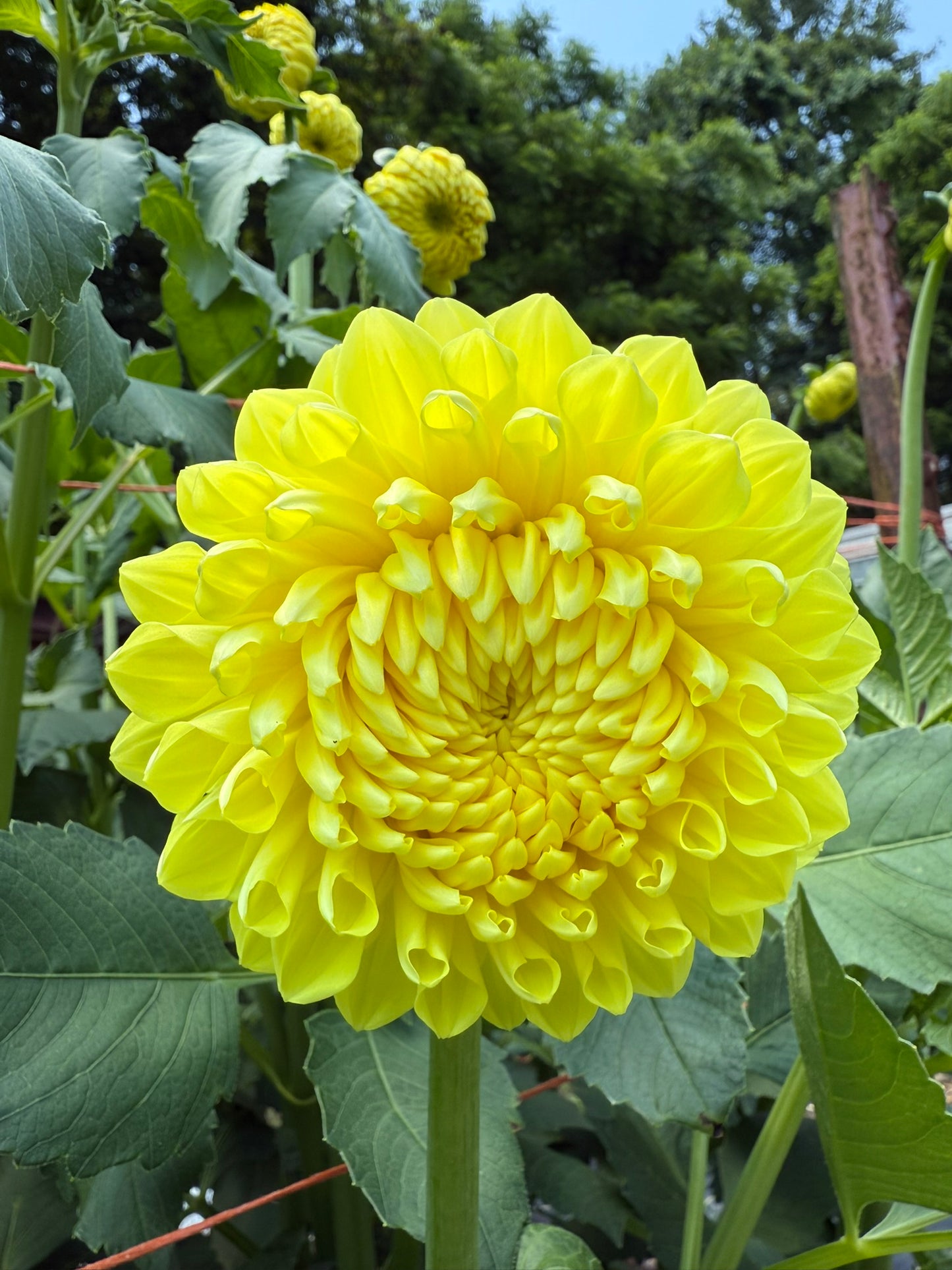 Lee's Big Bird Dahlia Tuber