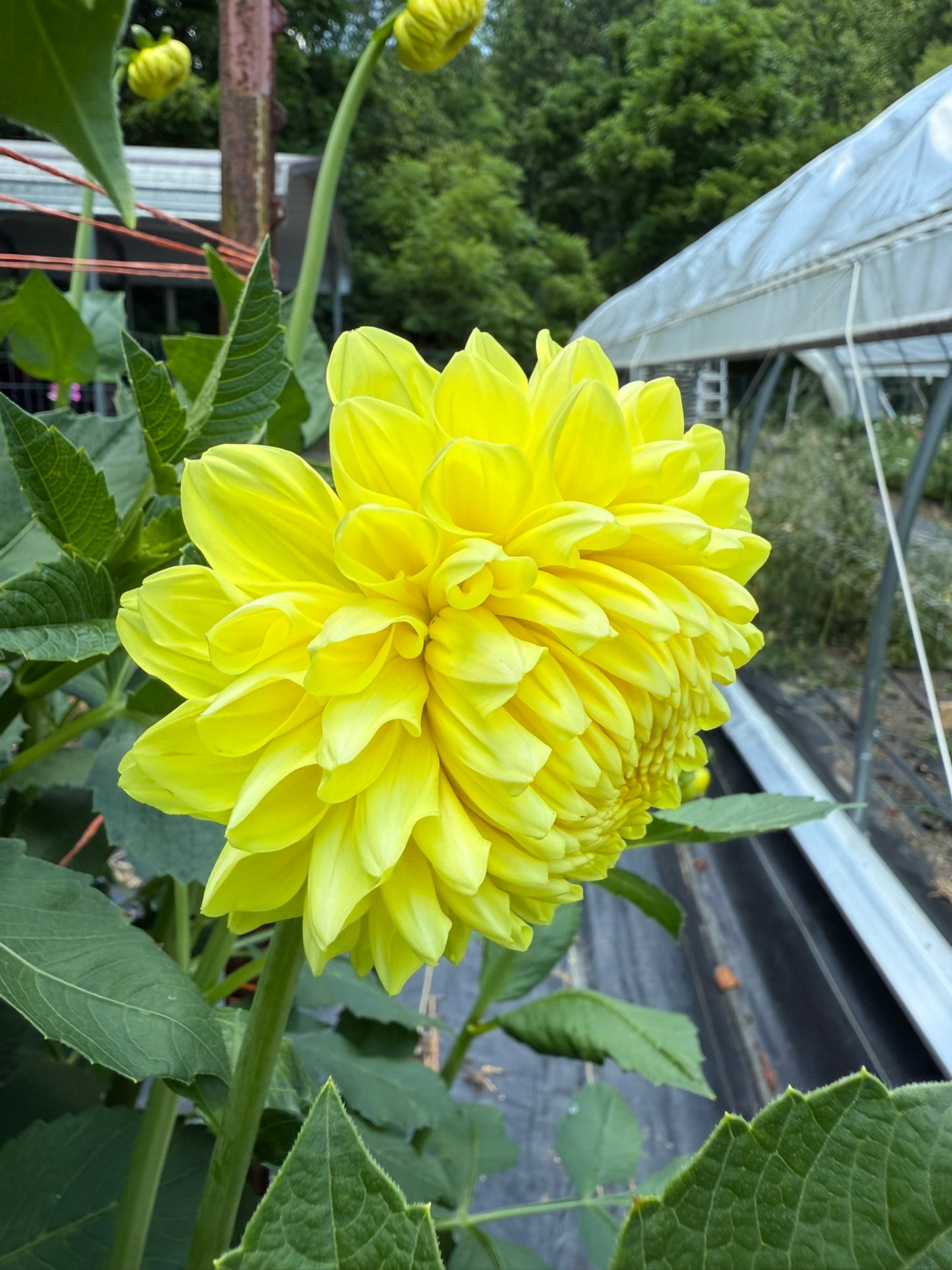 Lee's Big Bird Dahlia Tuber