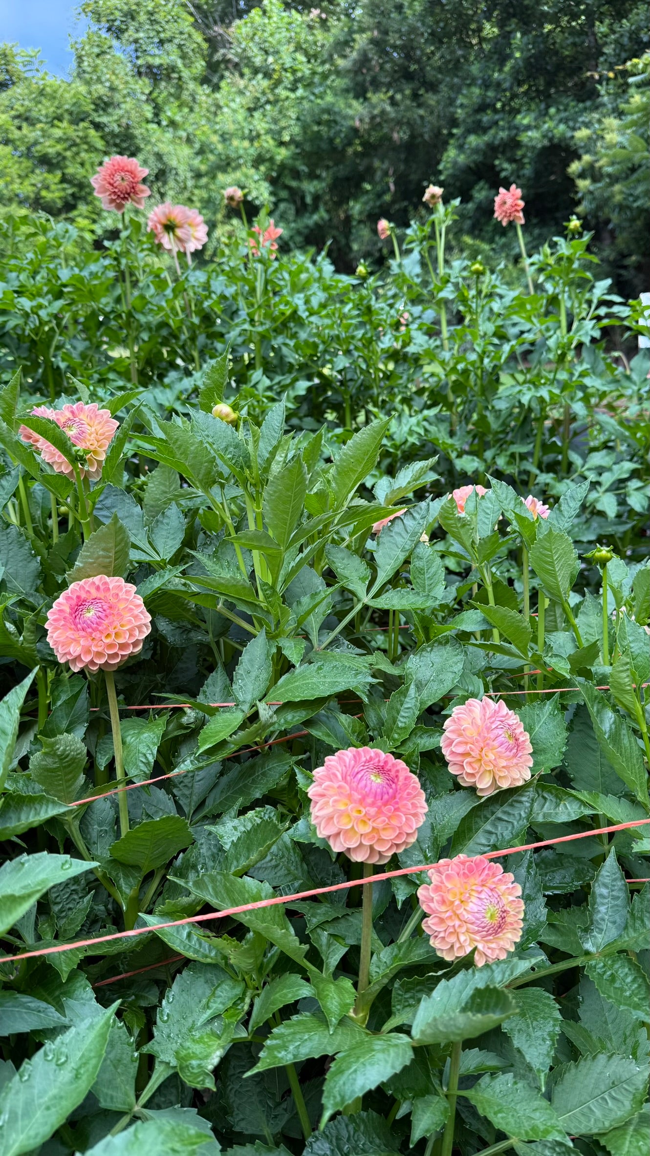 20th Ave Softer Peach Dahlia Tuber