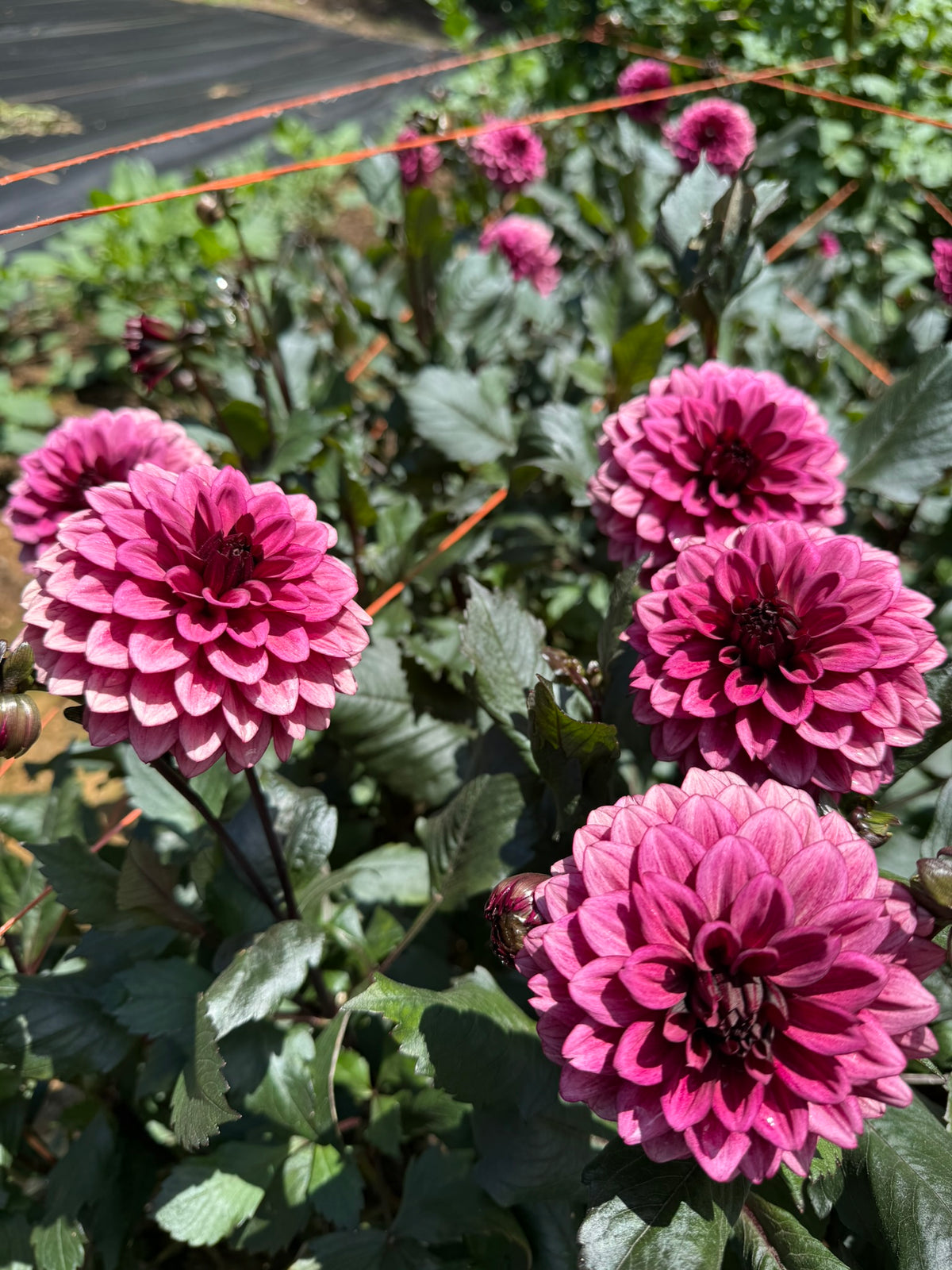 Night Silence Dahlia Tuber