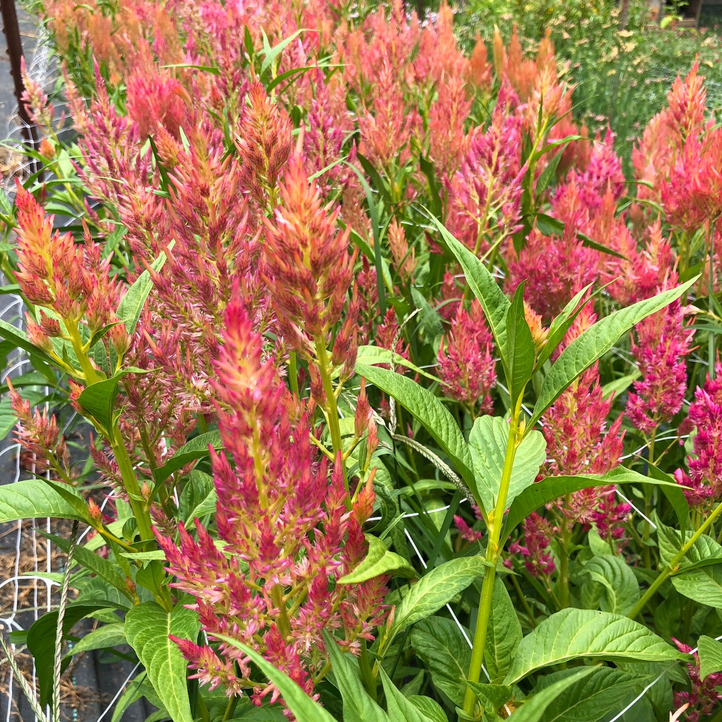 Celosia Seeds Red Orange Plume 200 Count - Spun Sugar