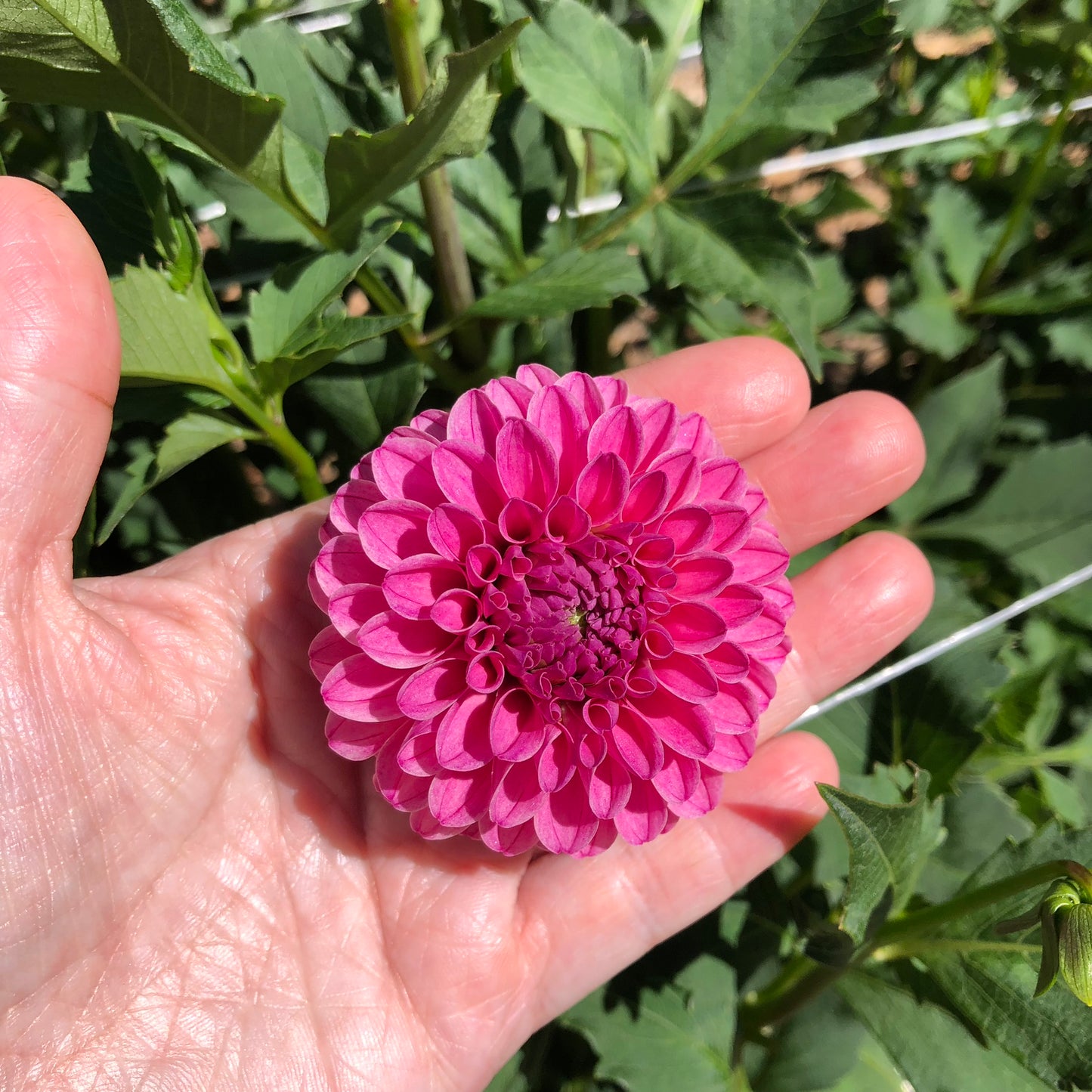 Rebecca Lynn Dahlia Tubers Bulk Lot of 5