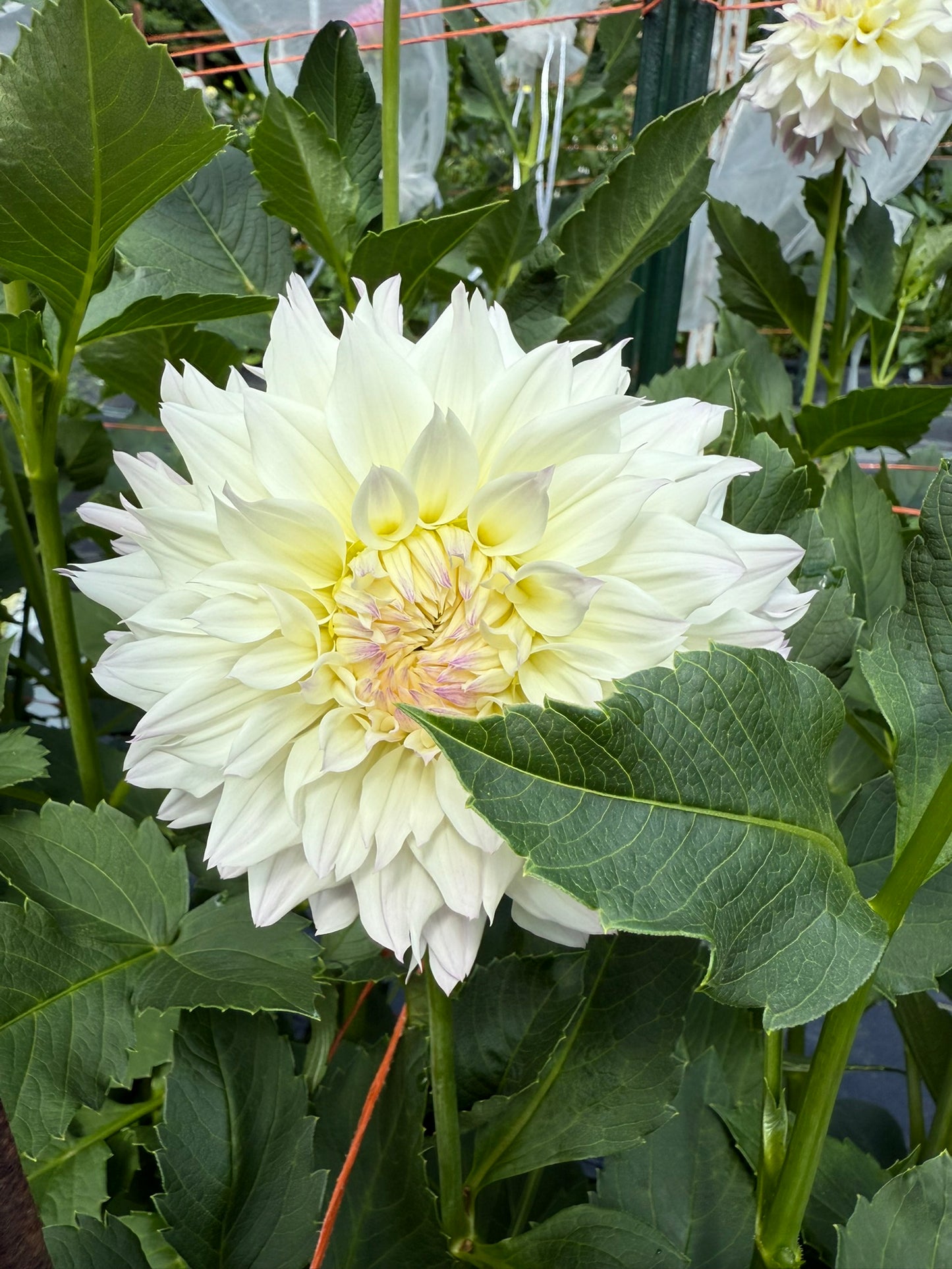 Bloomquist Compare Dahlia Tuber