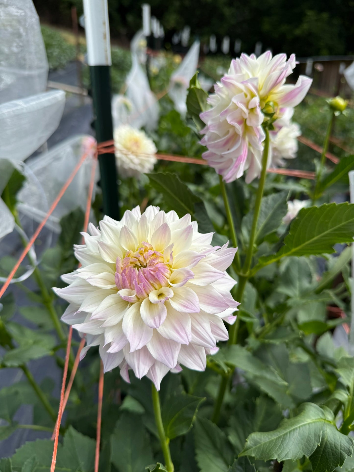 Bloomquist Compare Dahlia Tuber