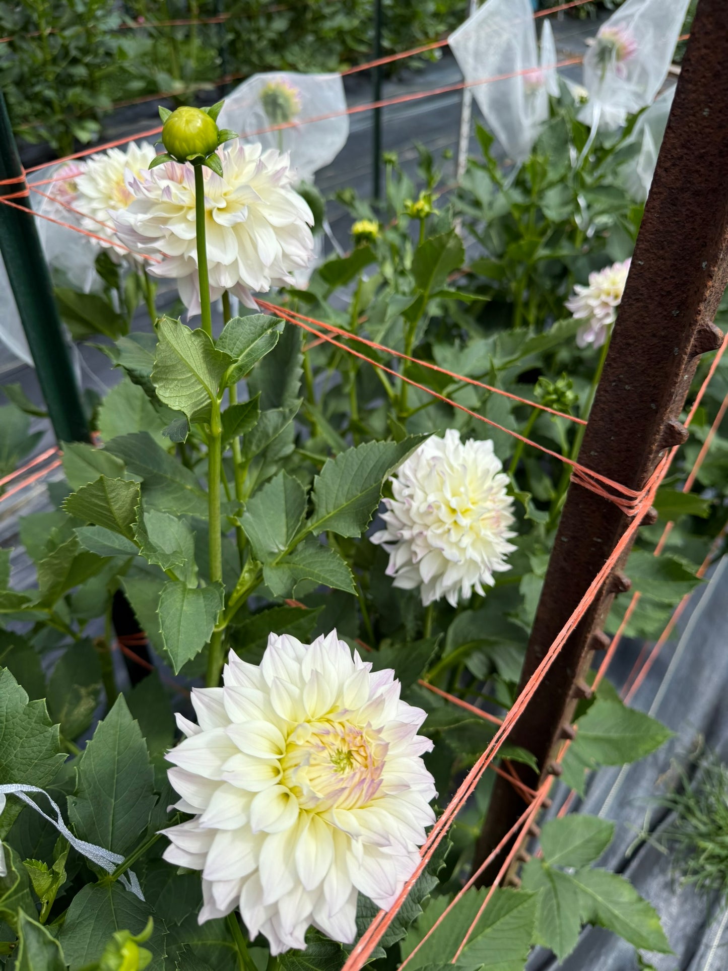 Bloomquist Compare Tubers Bulk Lot of 5