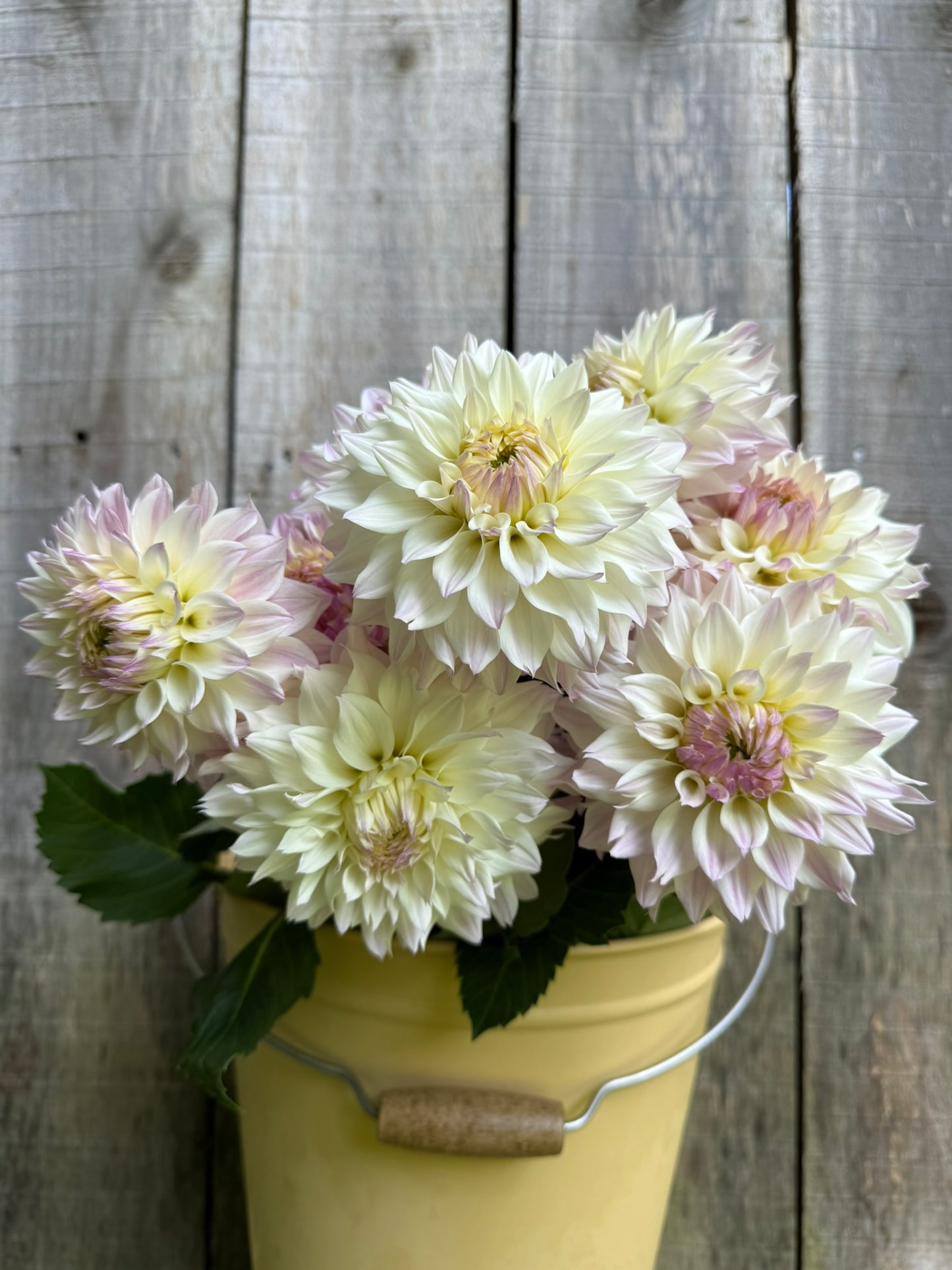 Bloomquist Compare Dahlia Tuber