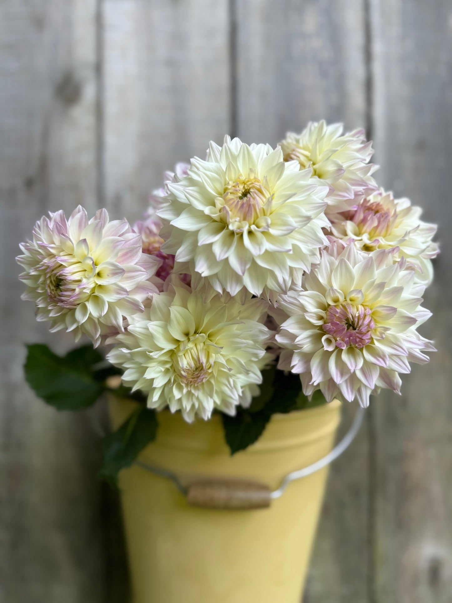 Bloomquist Compare Dahlia Tuber