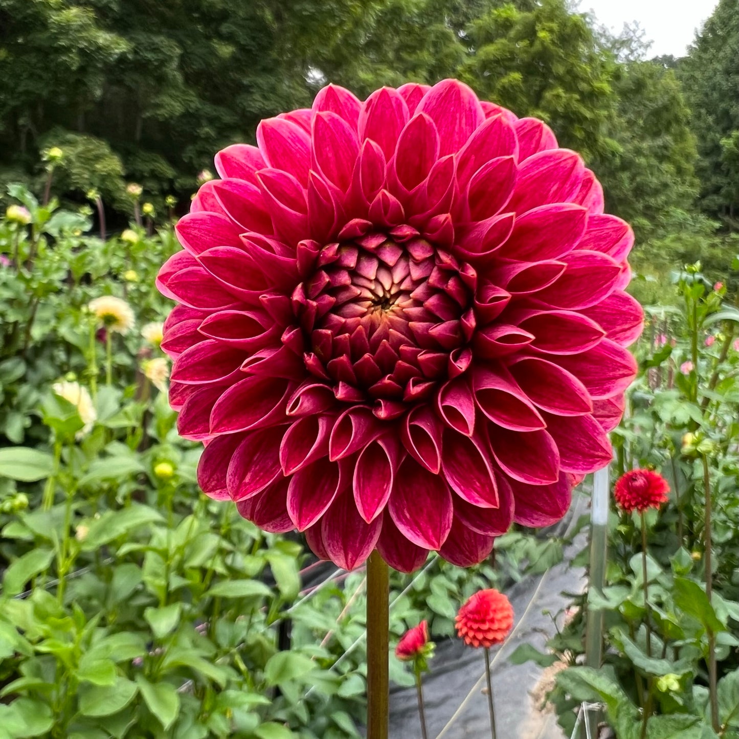 KA's® Rosie Jo Dalia Tuber