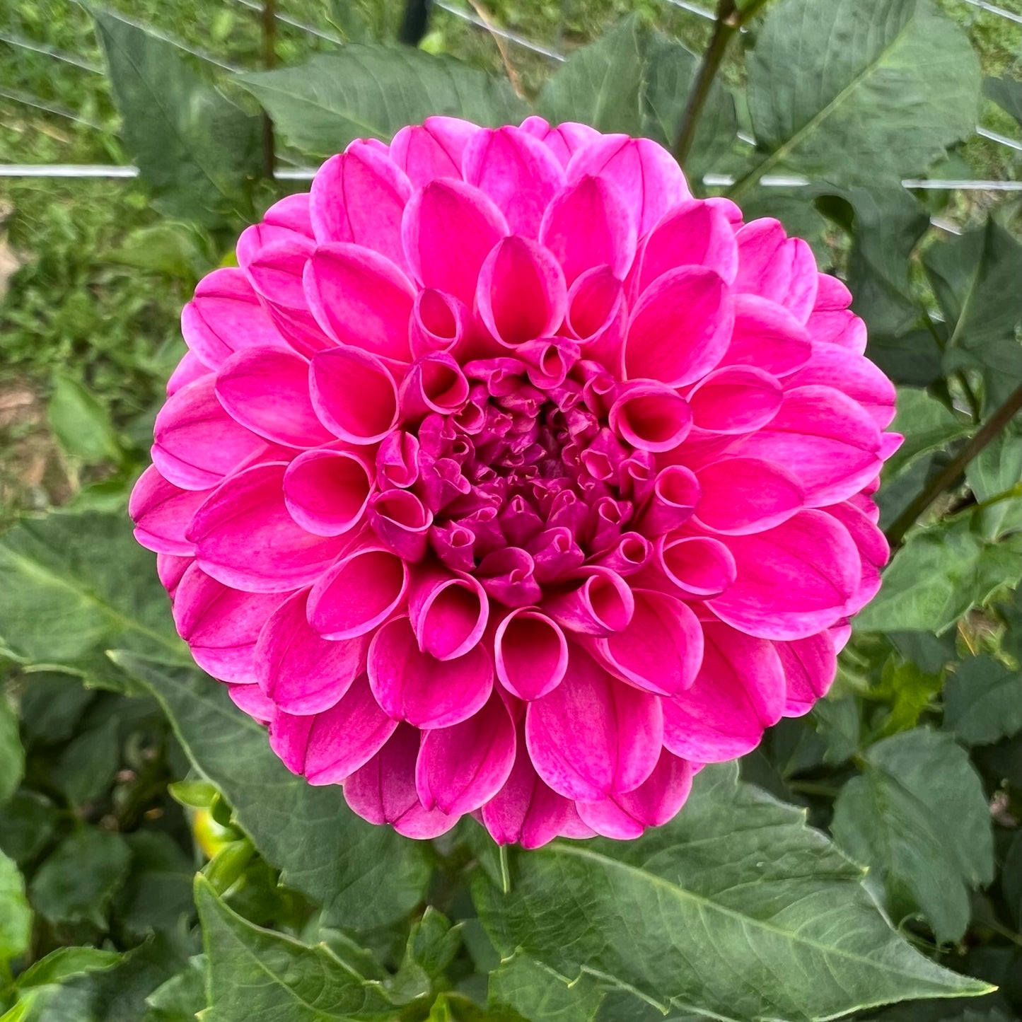 Rebecca Lynn Dahlia Tuber