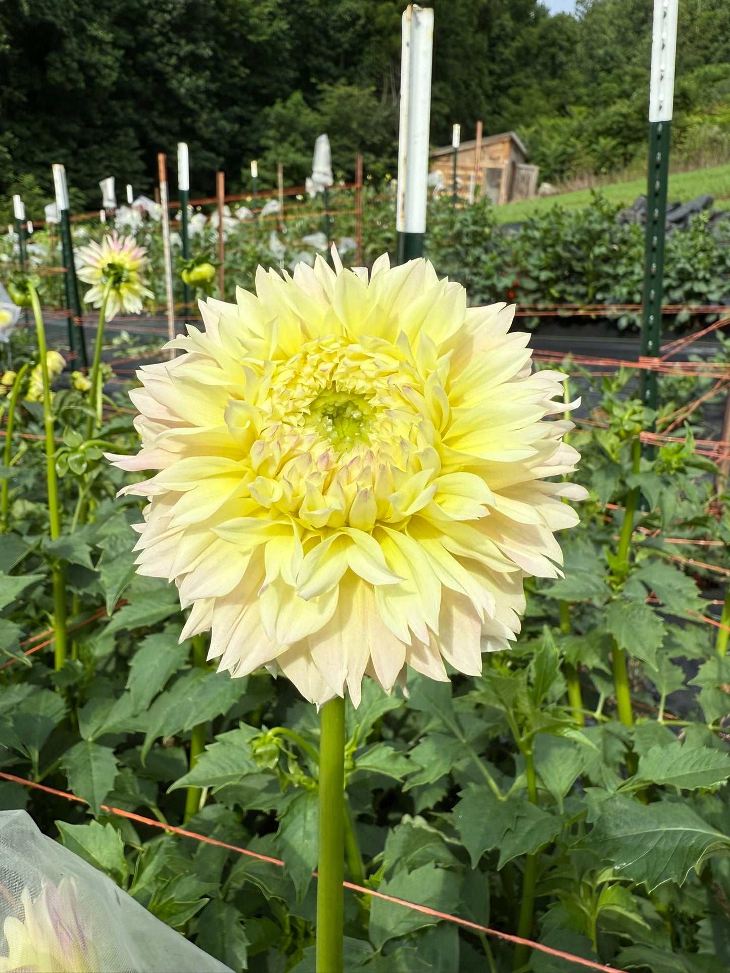 Elks Tennley Rose Dahlia Tuber