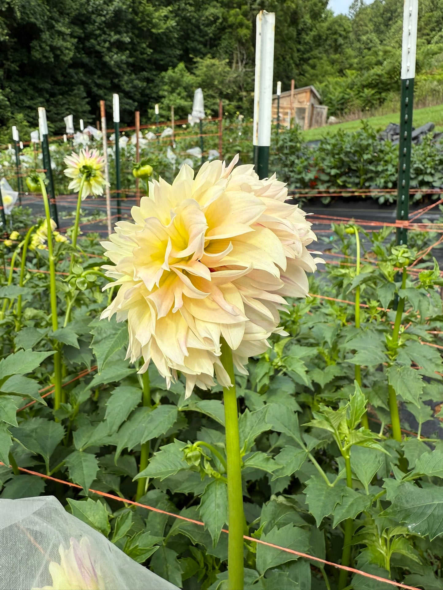 Elks Tennley Rose Dahlia Tuber