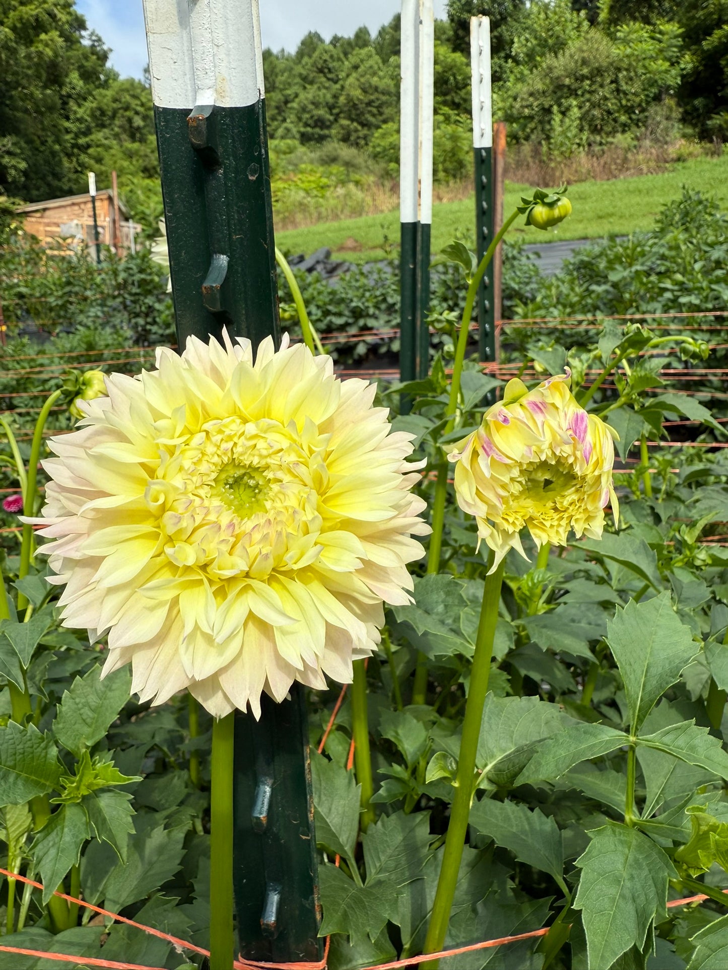 Elks Tennley Rose Dahlia Tuber