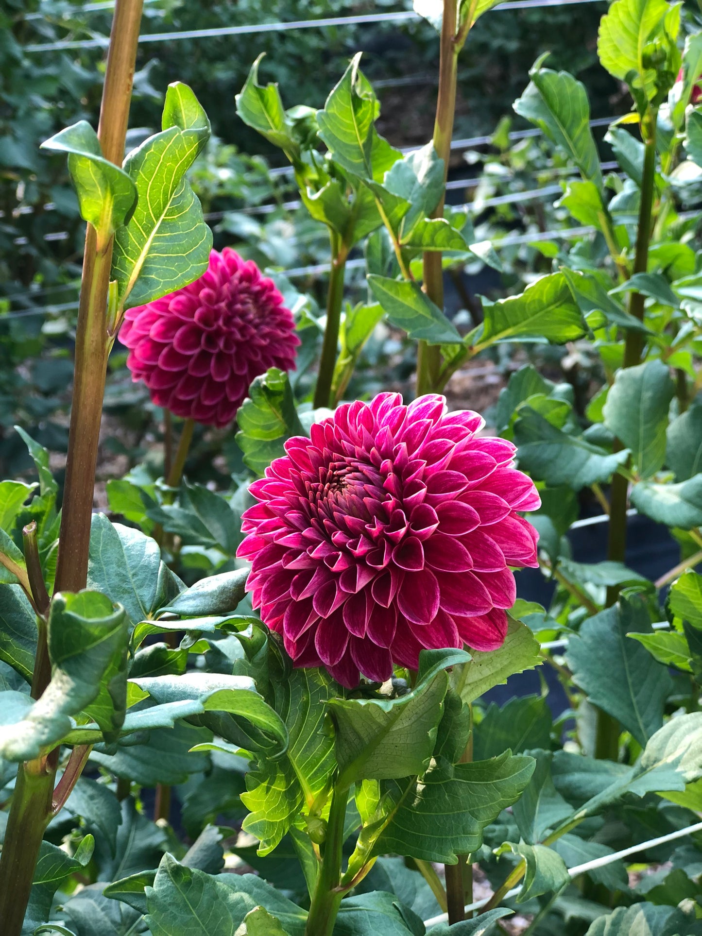 KA's® Rosie Jo Dalia Tuber