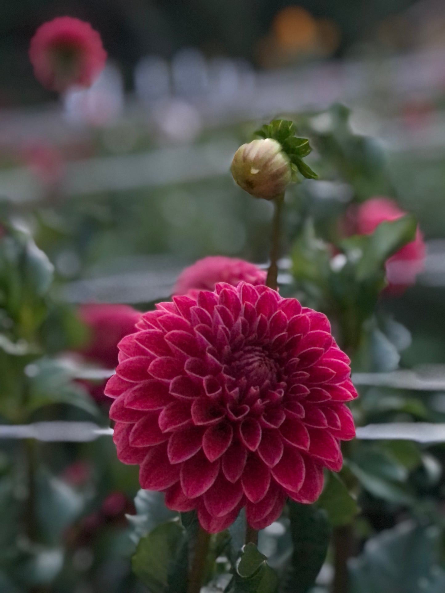 KA's® Rosie Jo Rooted Cutting