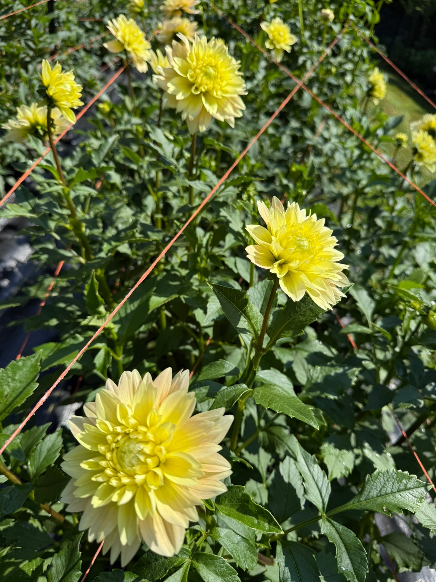 Verkist Tranquility Dahlia Tuber