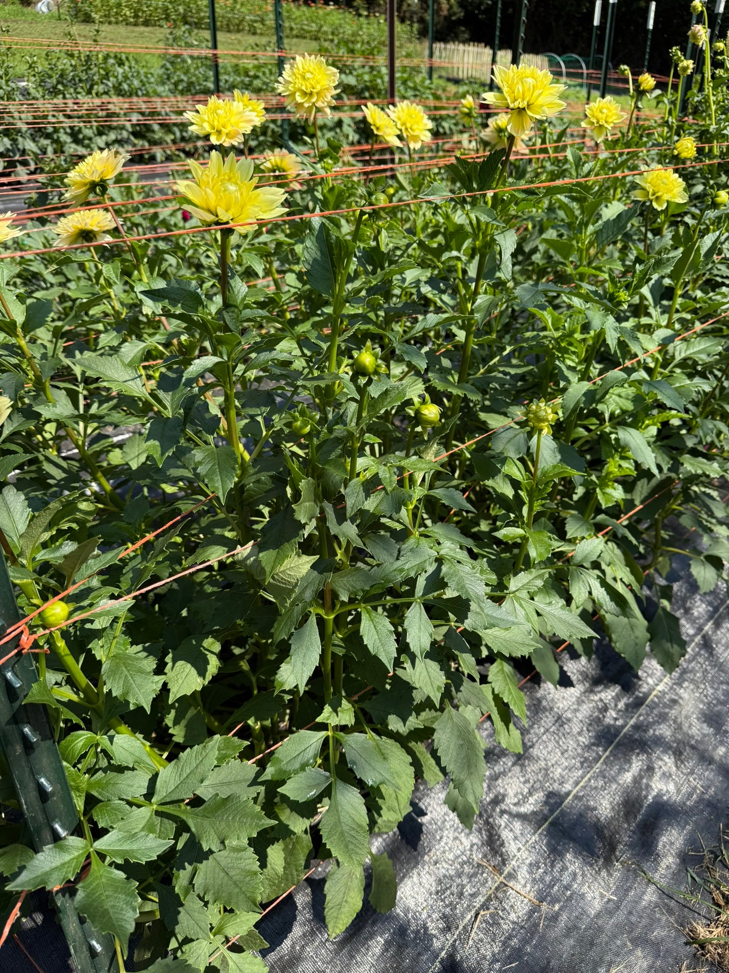 Verkist Tranquility Dahlia Tuber