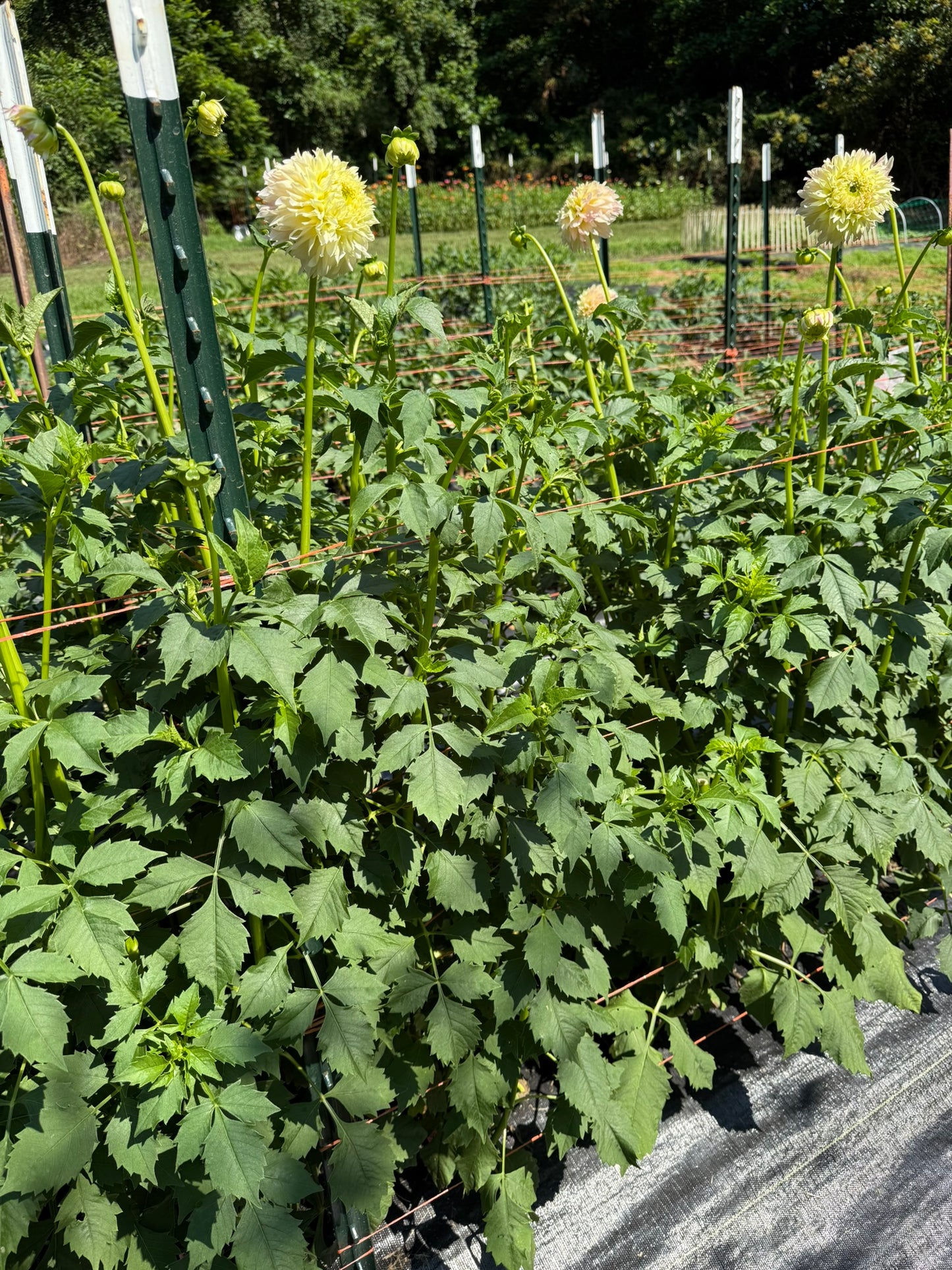 Elks Tennley Rose Dahlia Tuber