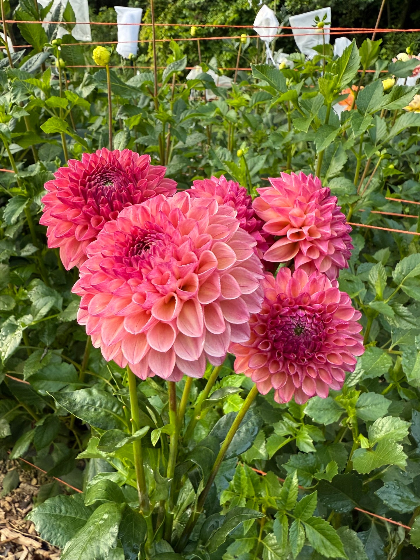 Robinhood Dahlia Tuber