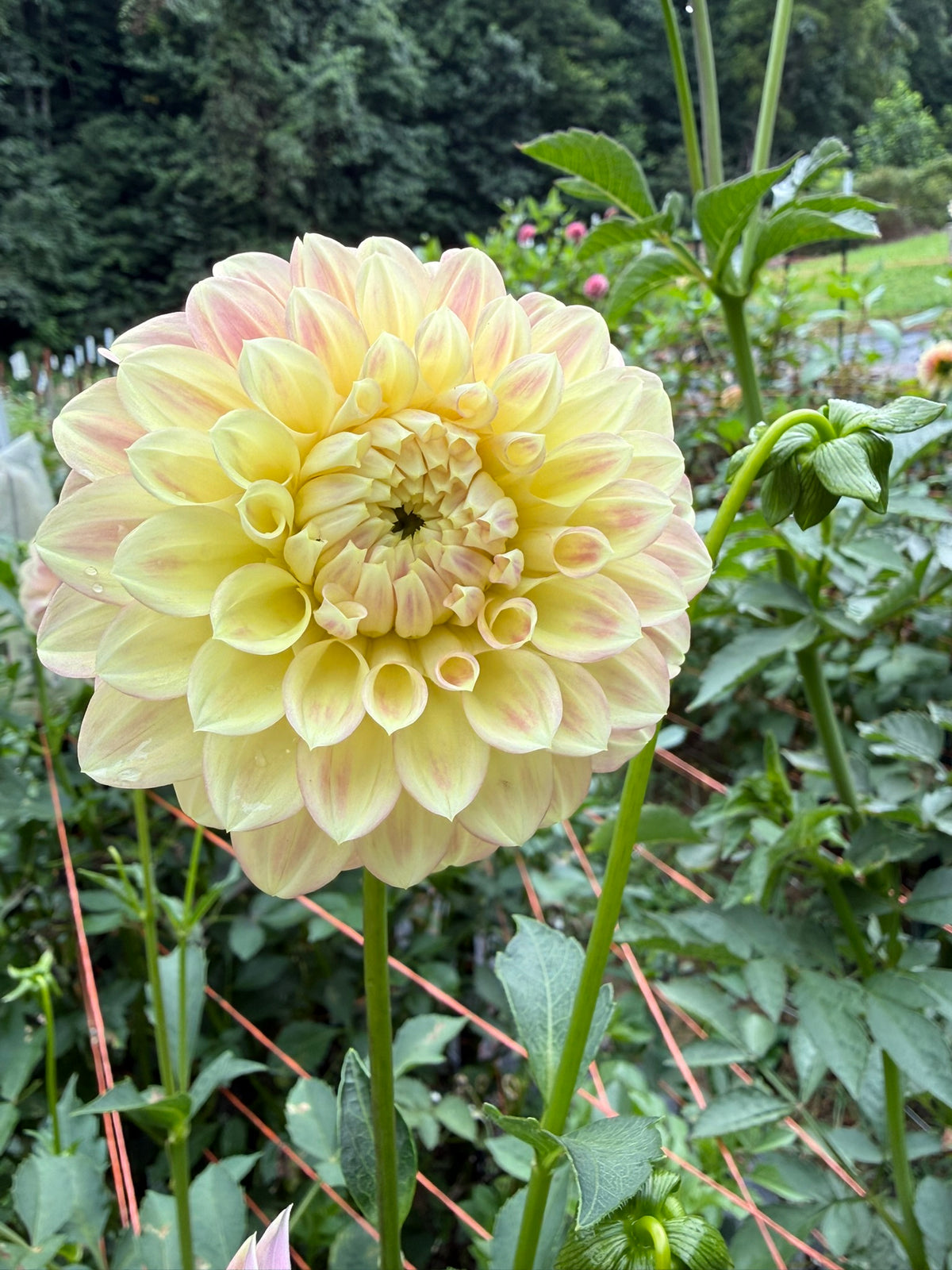 Coorabell Astrid Dahlia Tuber