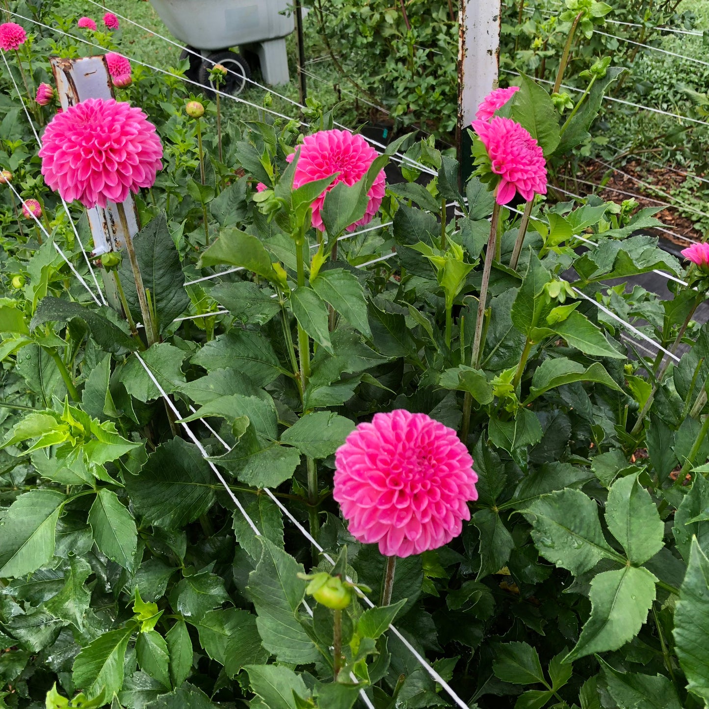 Rebecca Lynn Dahlia Tubers Bulk Lot of 5