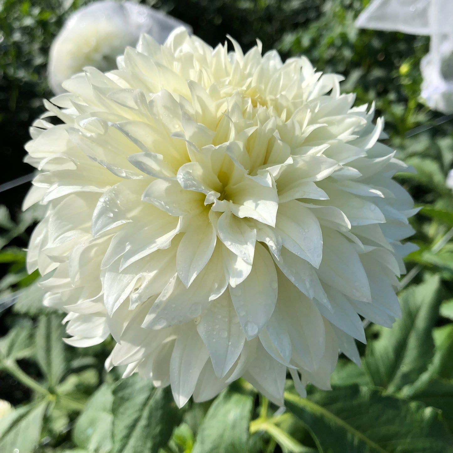 Gitts Attention Dahlia Tuber