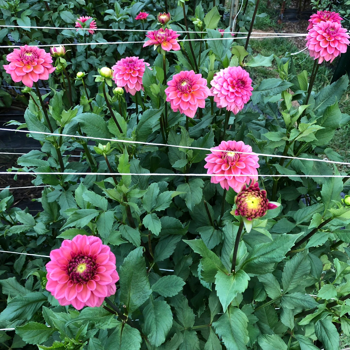Ice Tea Dahlia Tubers Bulk Lot of 5