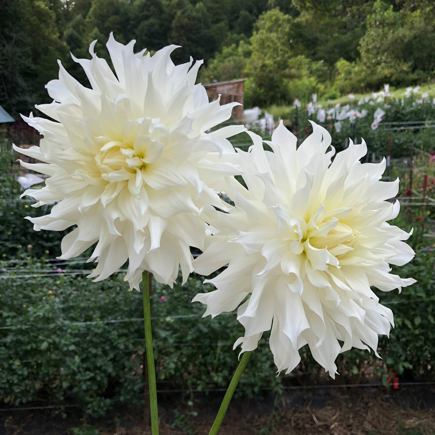 KA's® Khaleesi Dahlia Tuber