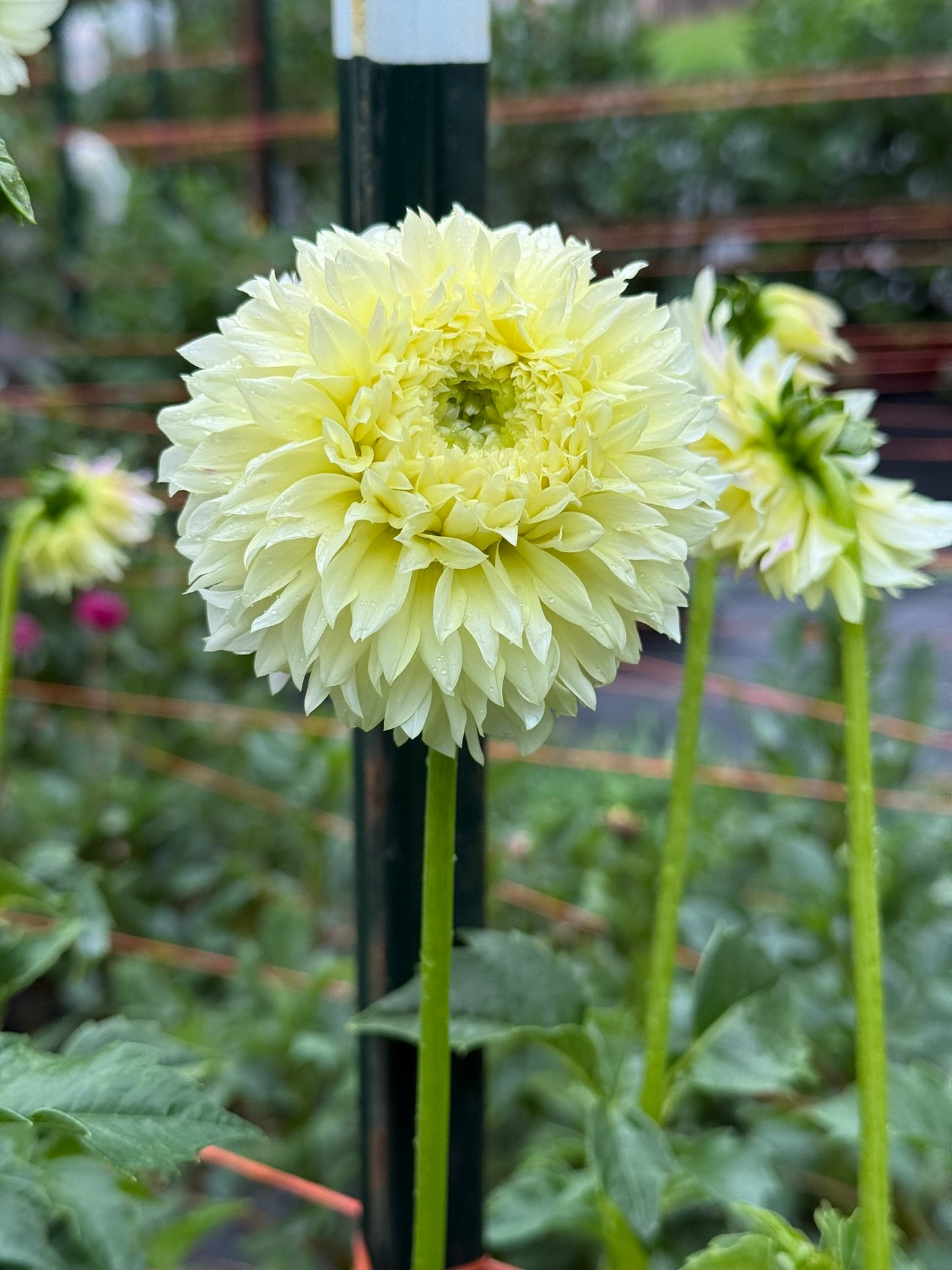 Elks Tennley Rose Dahlia Tuber