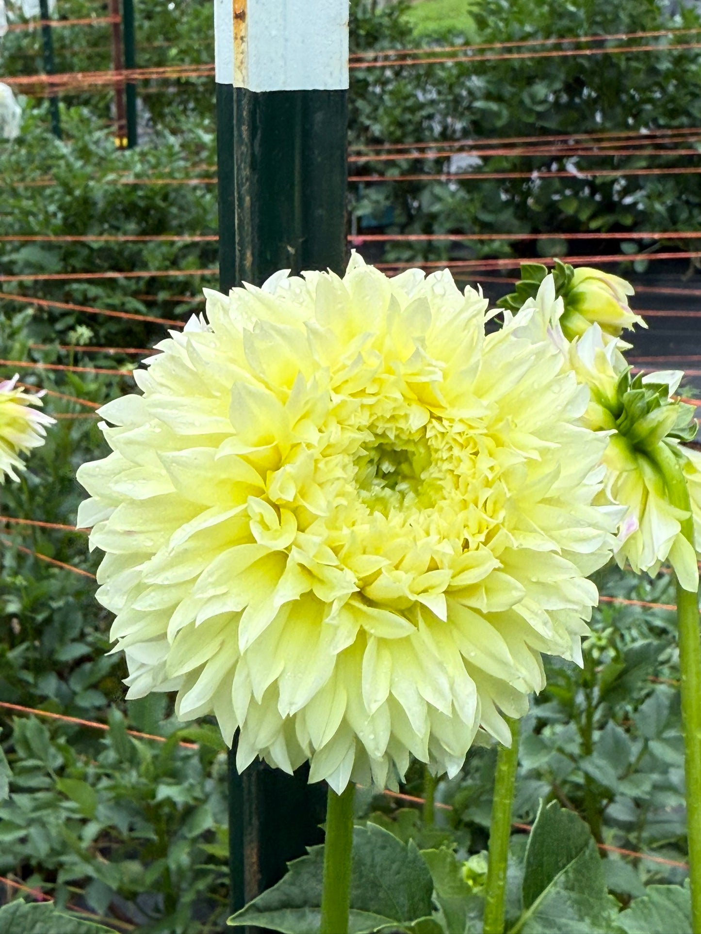 Elks Tennley Rose Dahlia Tuber