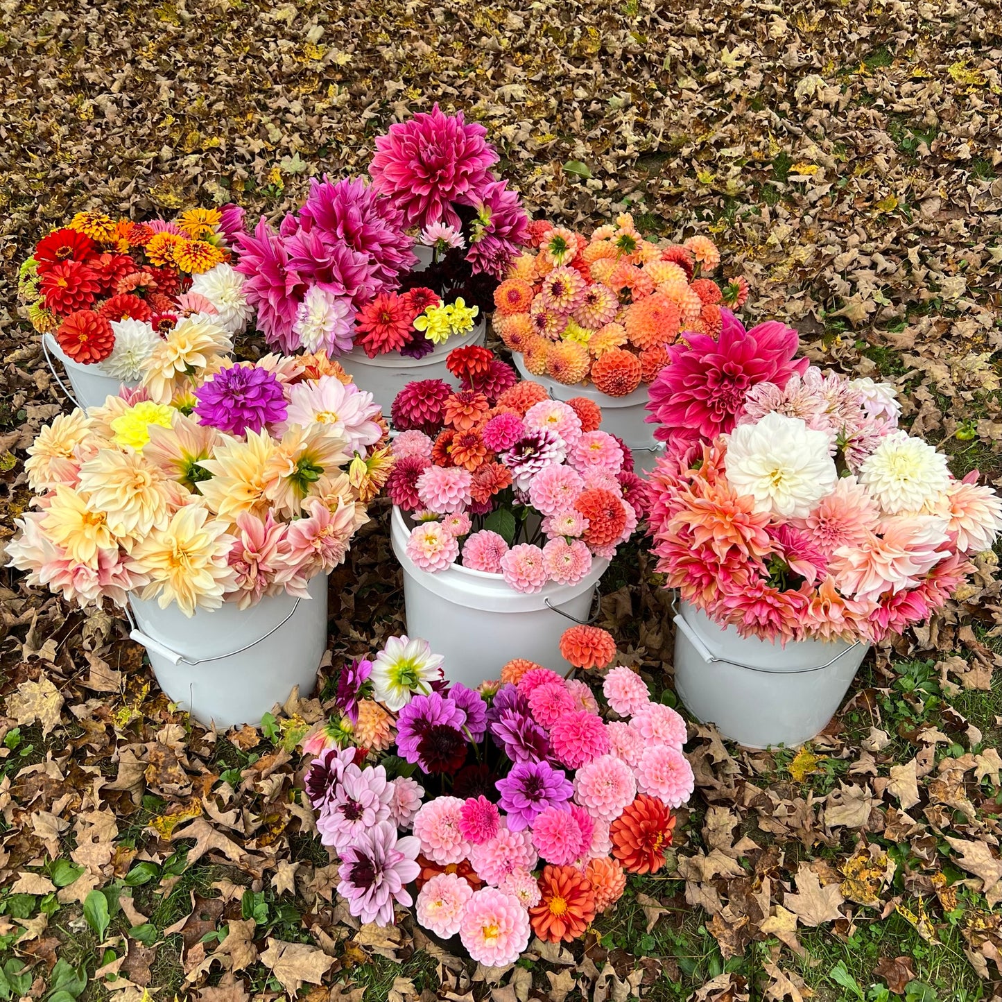 Bucket of Blooms - Focal Flowers DIY, Event, Wedding, Etc. (Grower's Choice)
