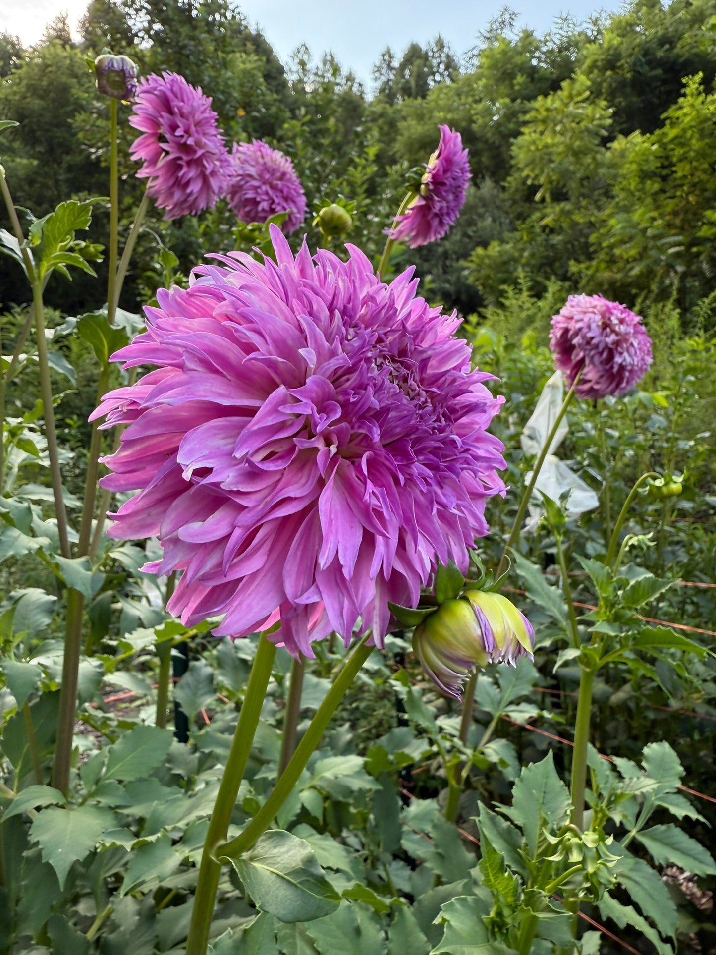Lee's Lilac Fizz Dahlia Tuber