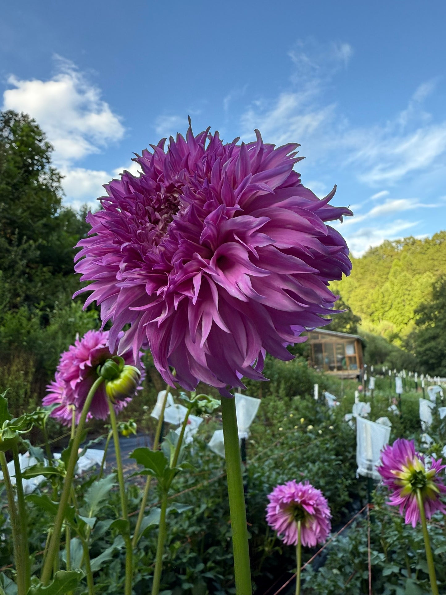 Lee's Lilac Fizz Dahlia Tuber