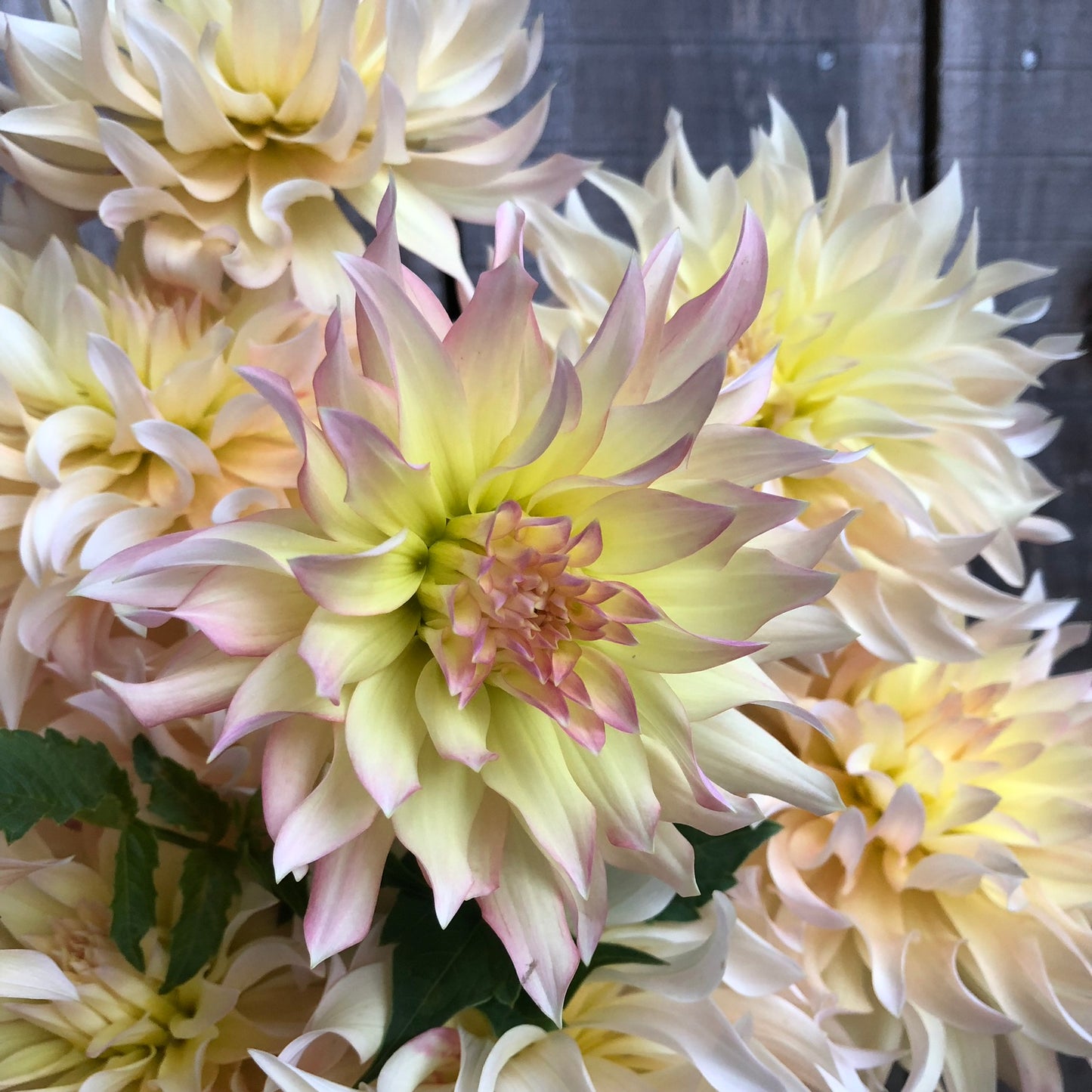 Lakeview Blush Rooted Cutting