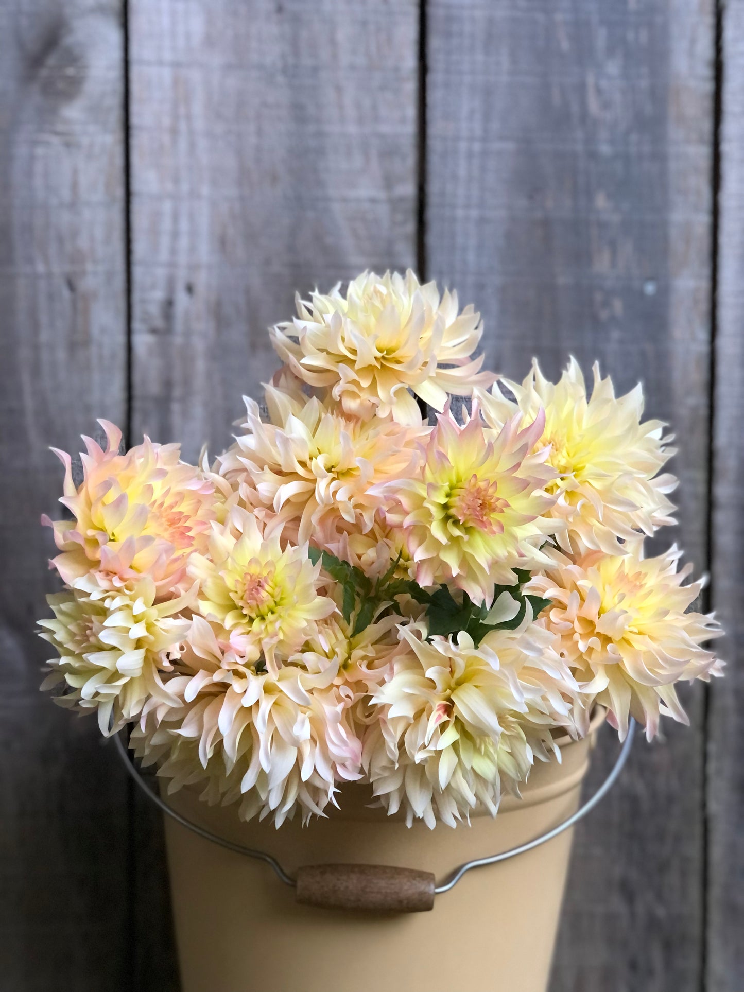 Lakeview Blush Rooted Cutting