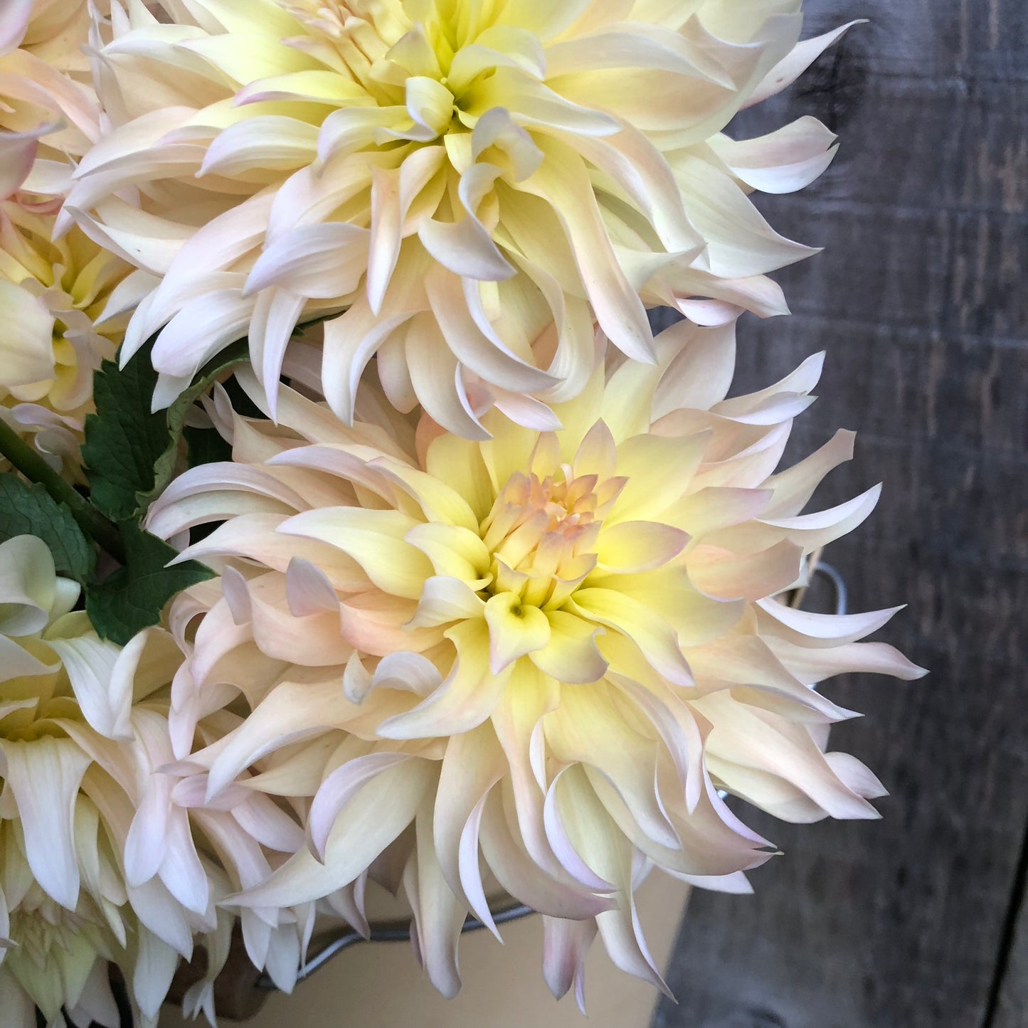 Lakeview Blush Rooted Cutting