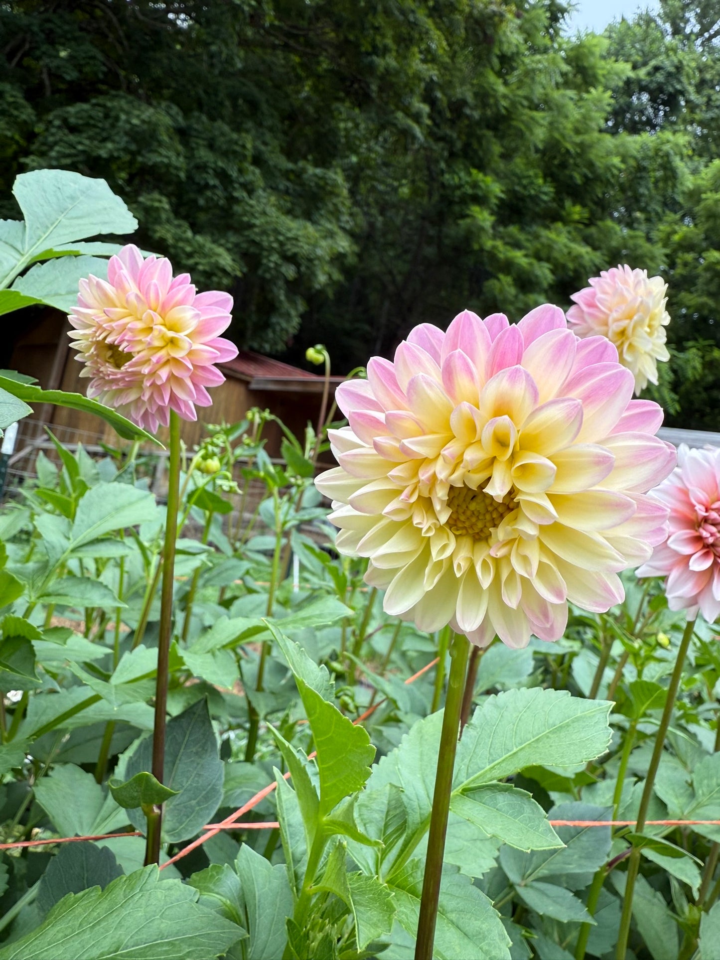 Lee's Sandusky Dahlia Tuber