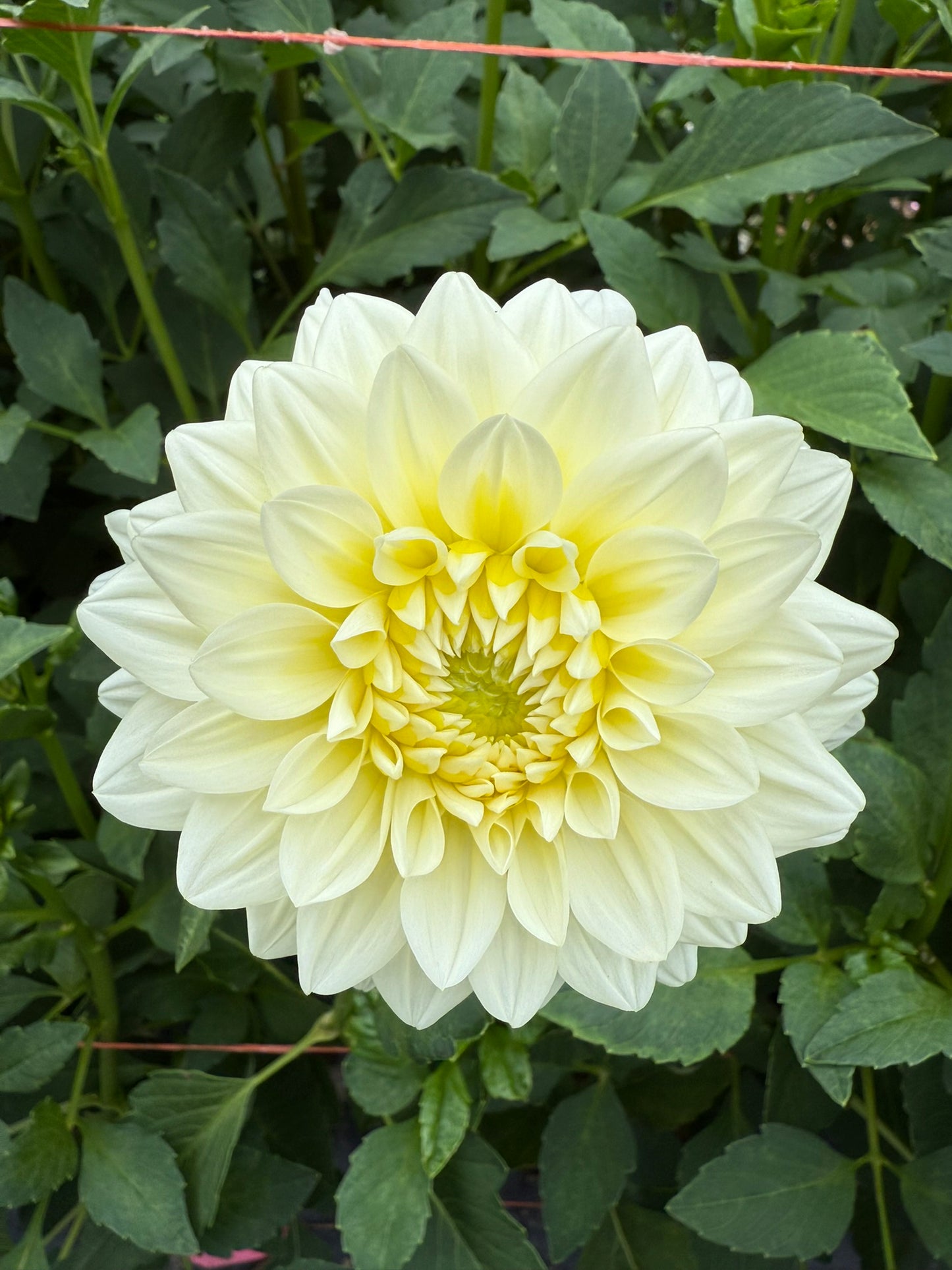 Lee's S'more Dahlia Tuber