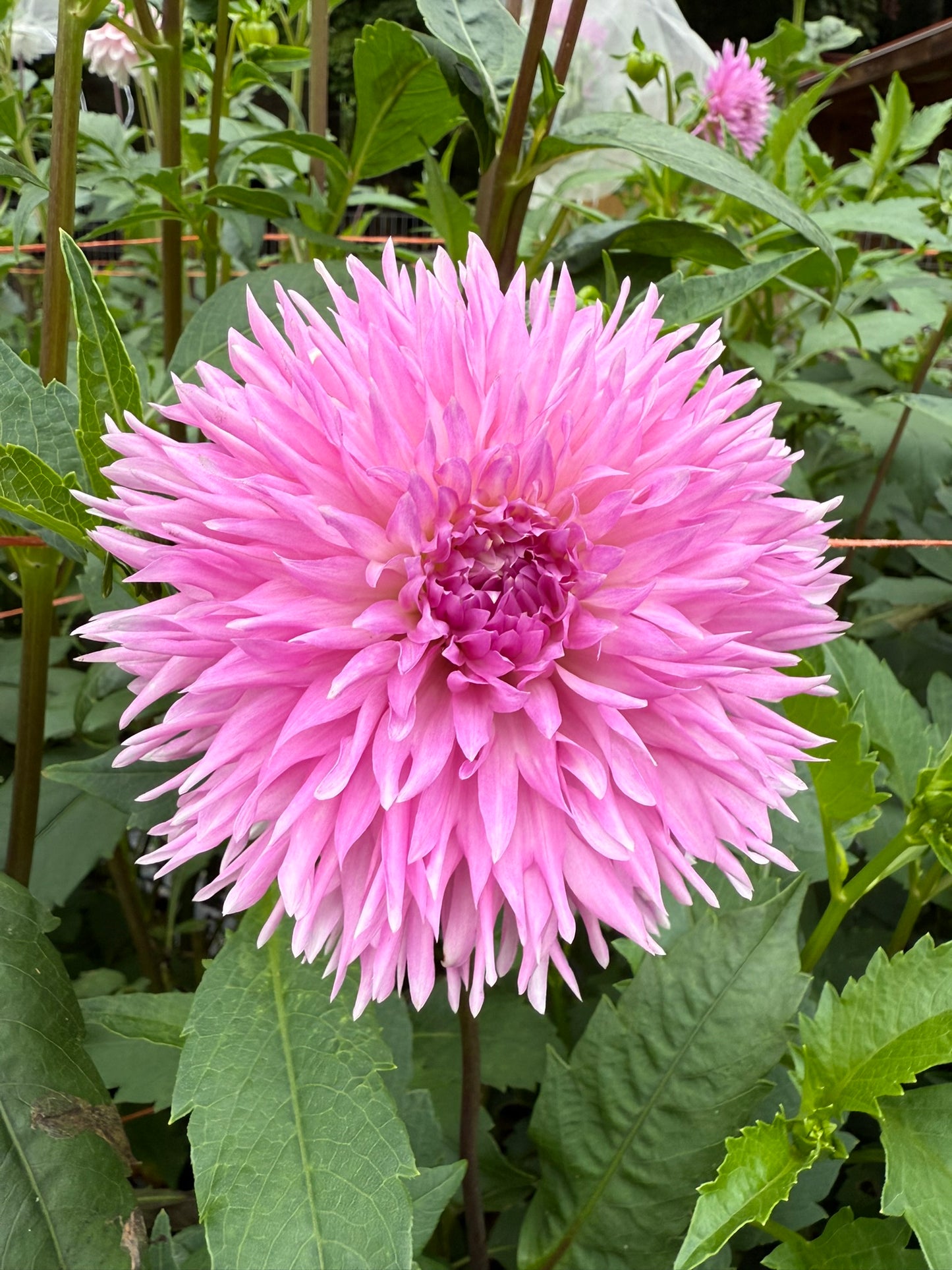 Lee's Queen Pueta Dahlia Tuber