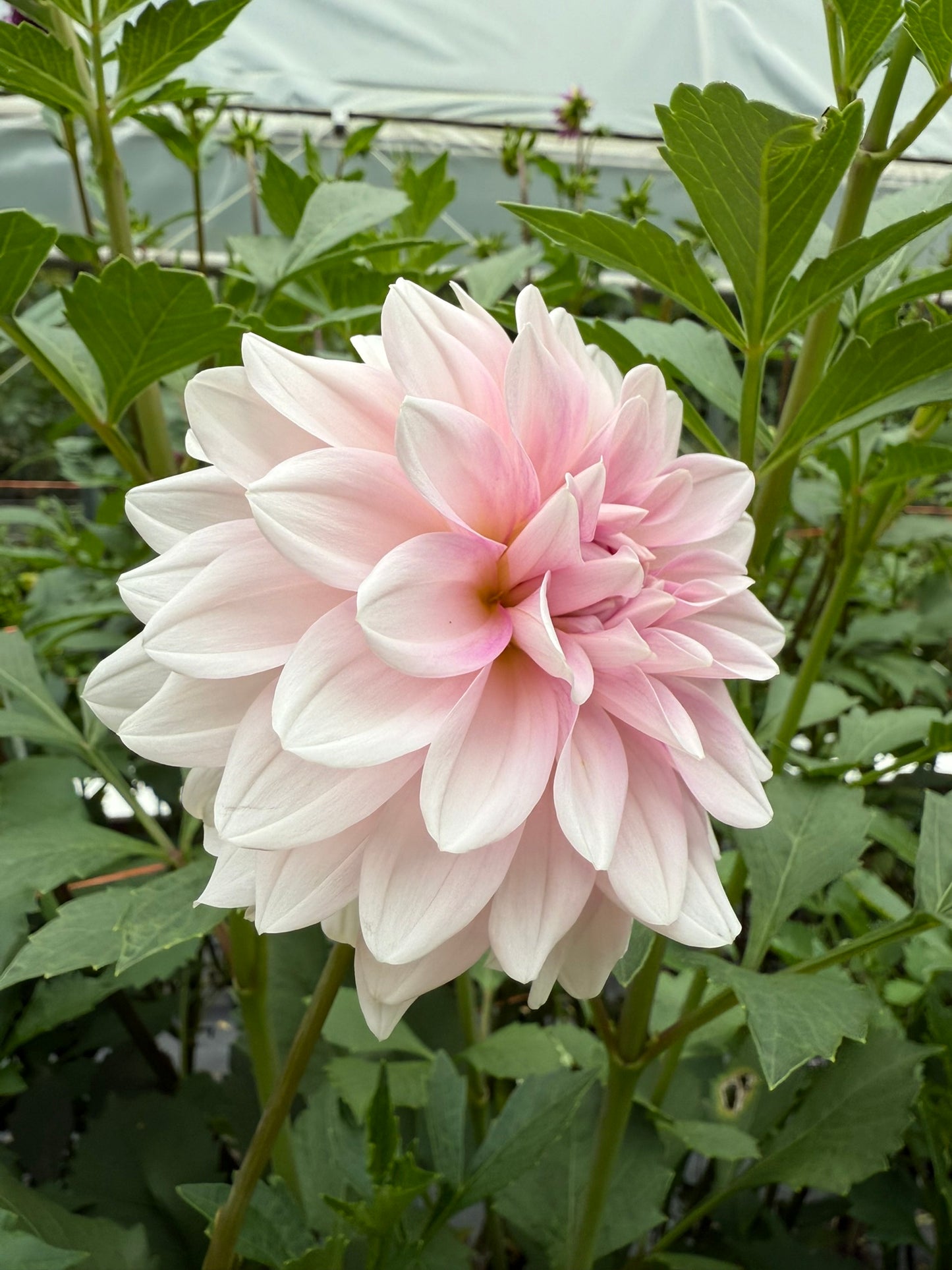 Lee's Lilly Pilly Dahlia Tuber