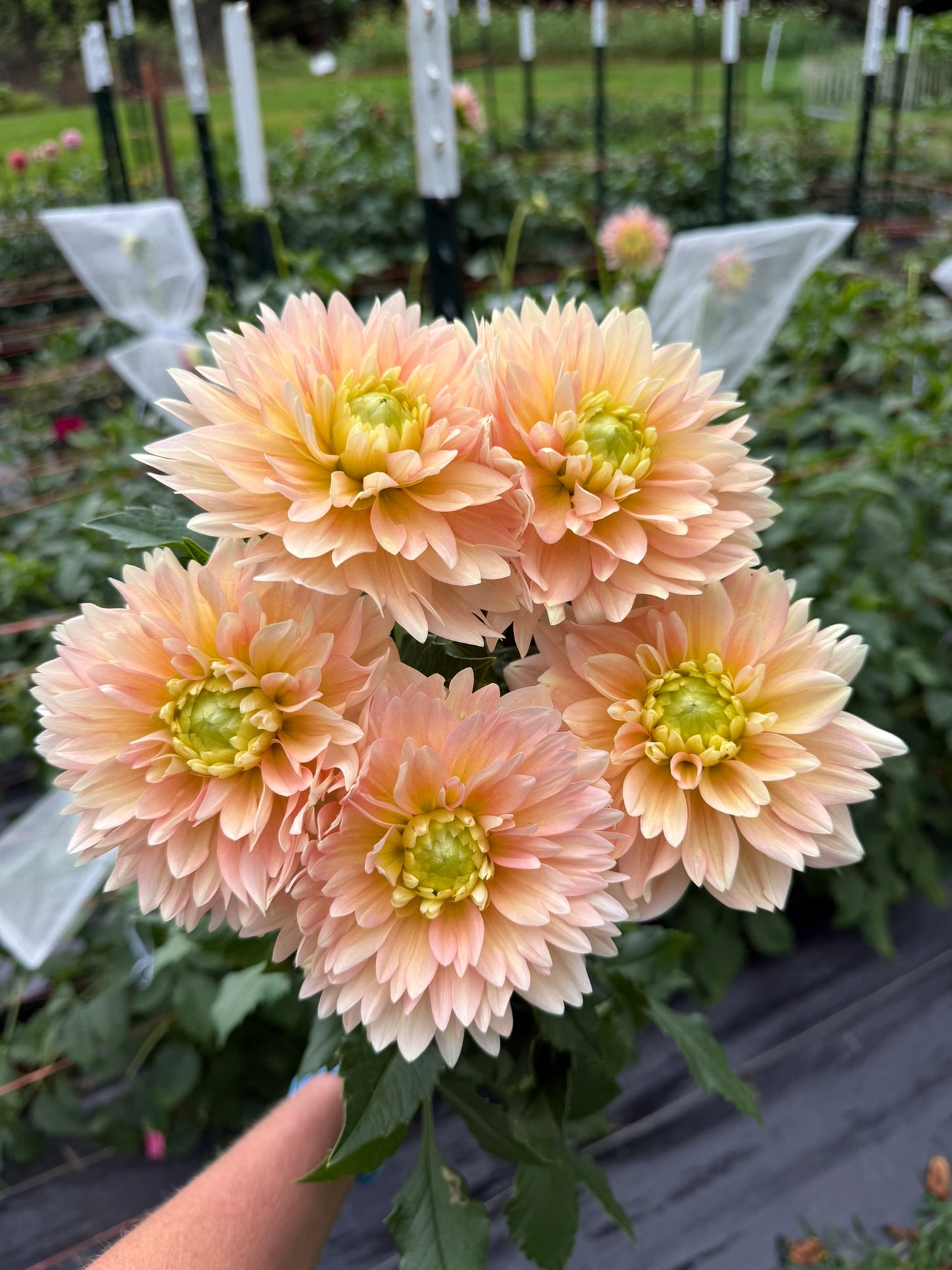 Verkist Tranquility Dahlia Tuber