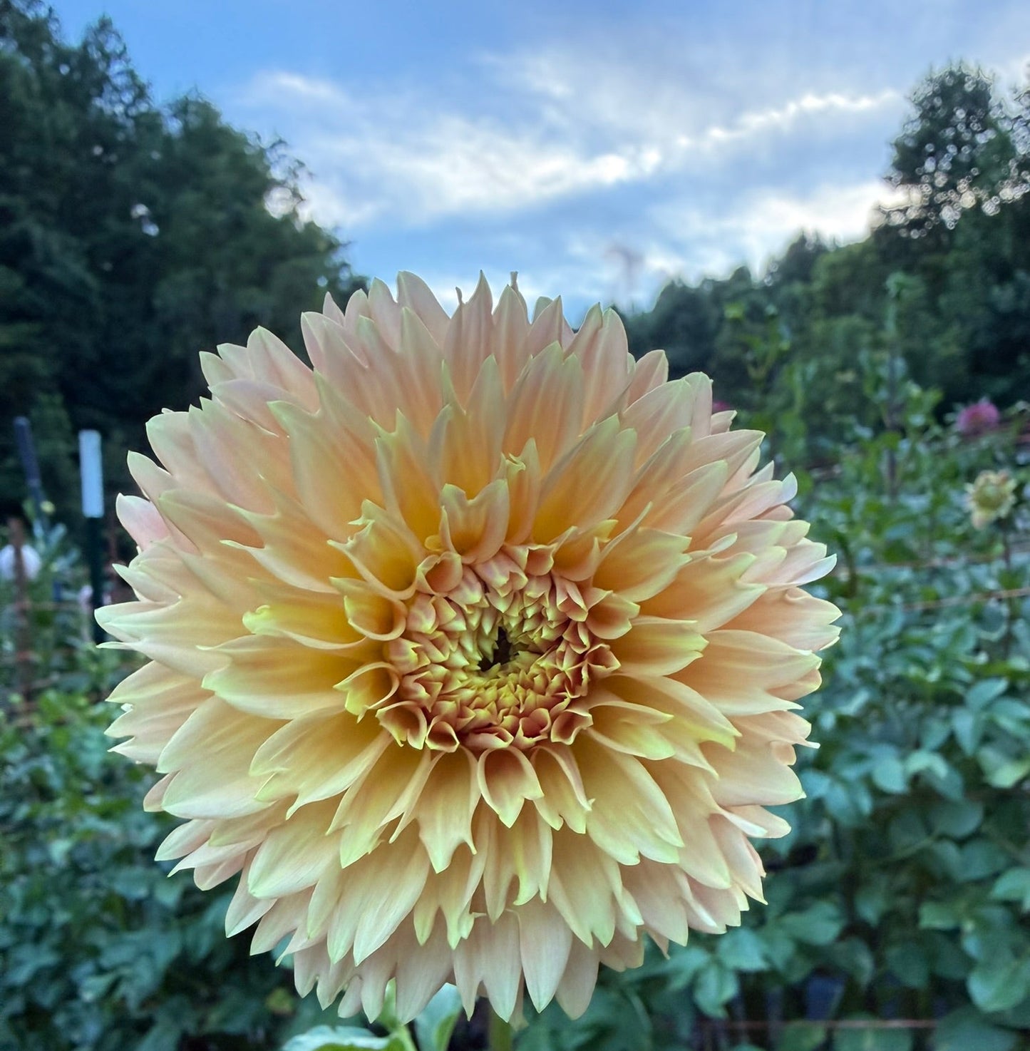 Bloomquist Sue Dahlia Tuber